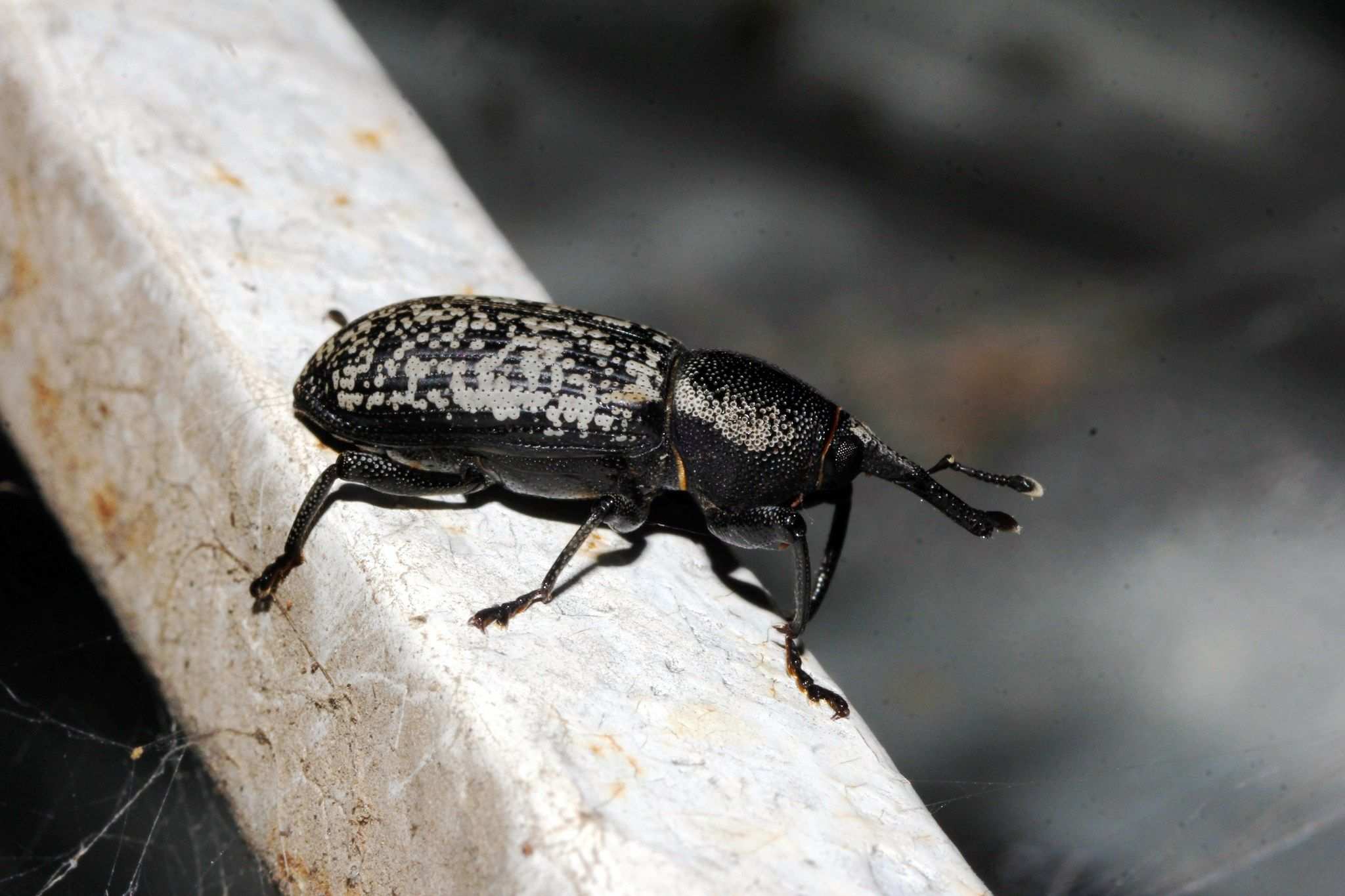 Yuccaborus frontalis