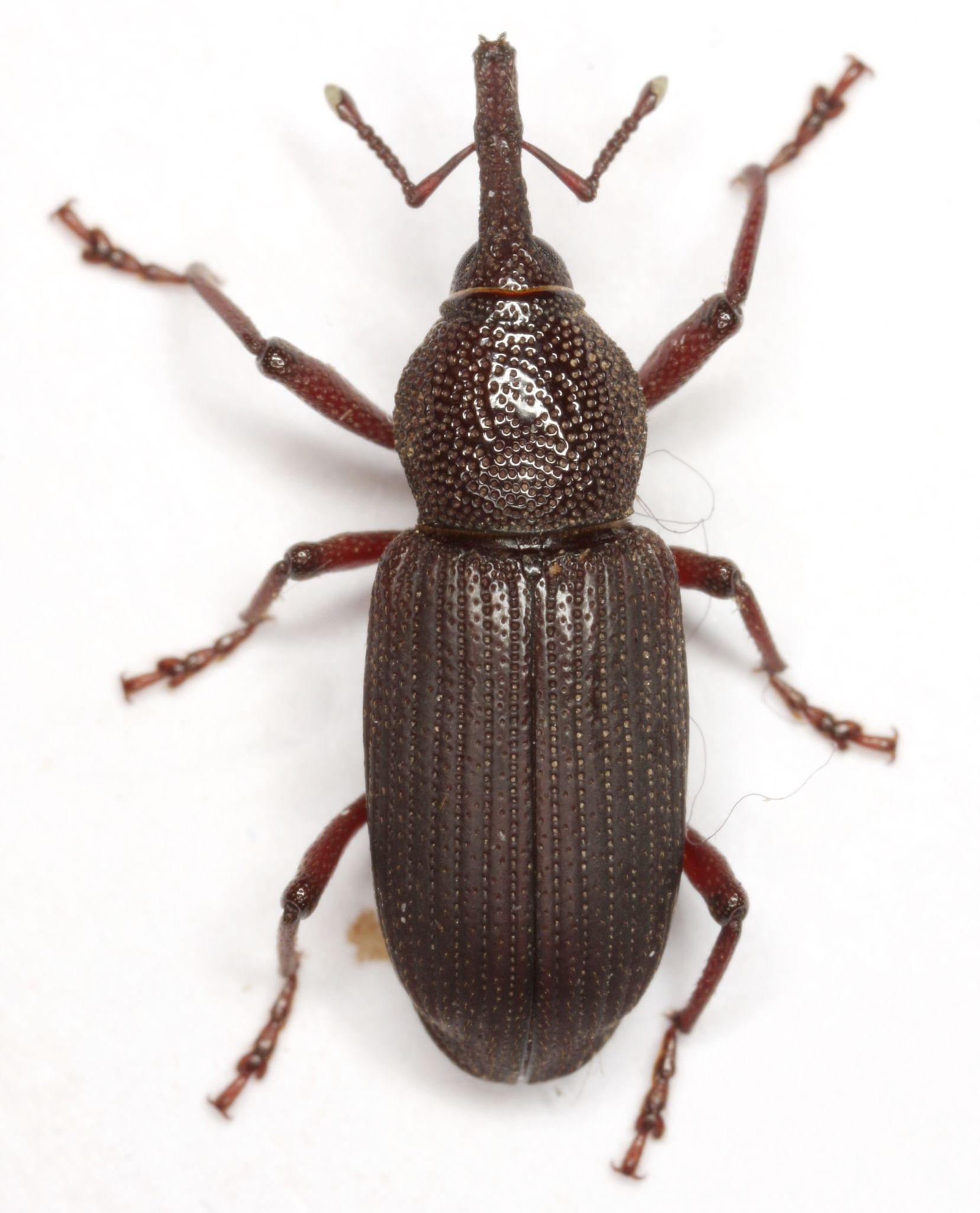 Yuccaborus frontalis