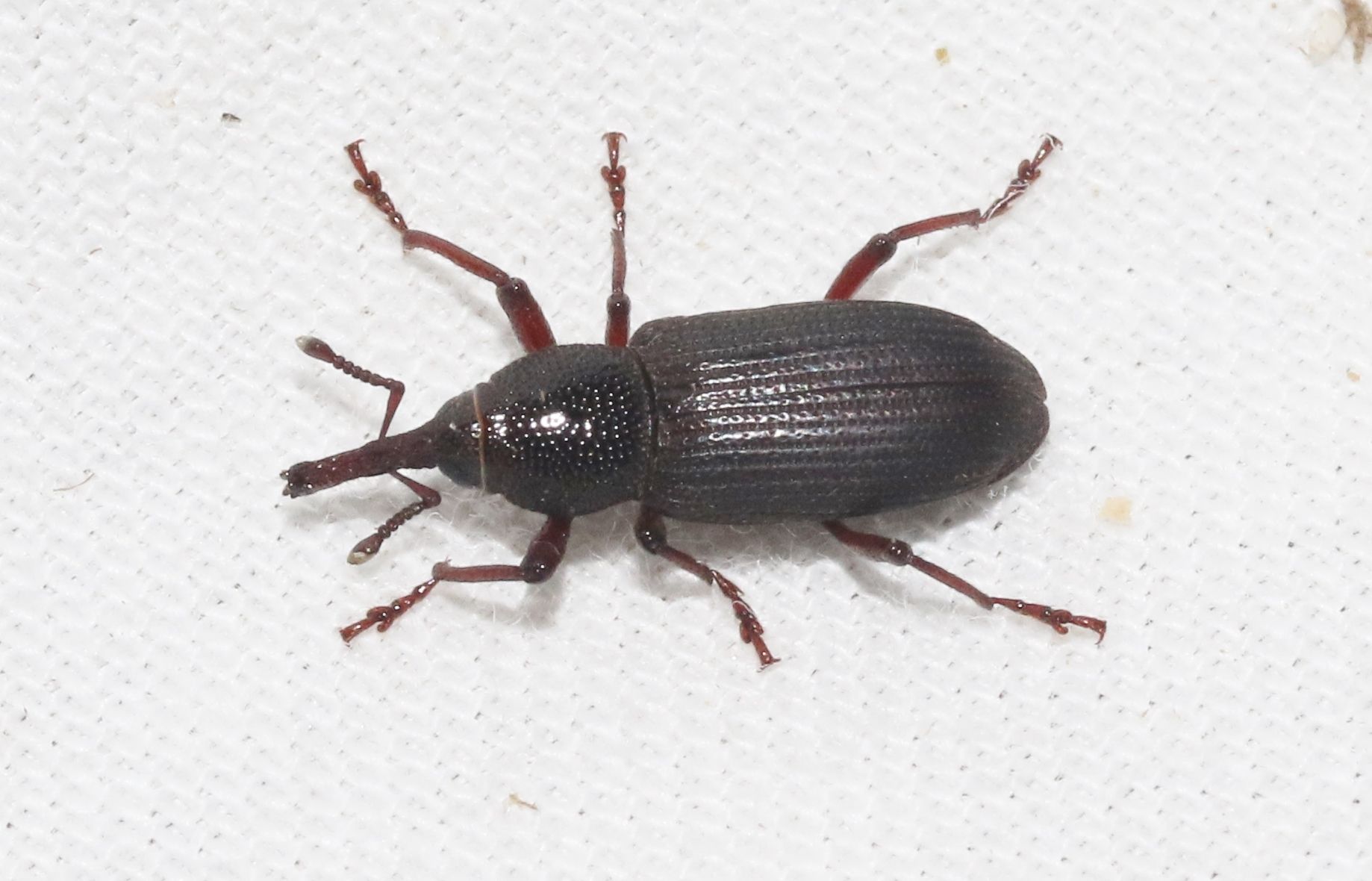 Yuccaborus frontalis
