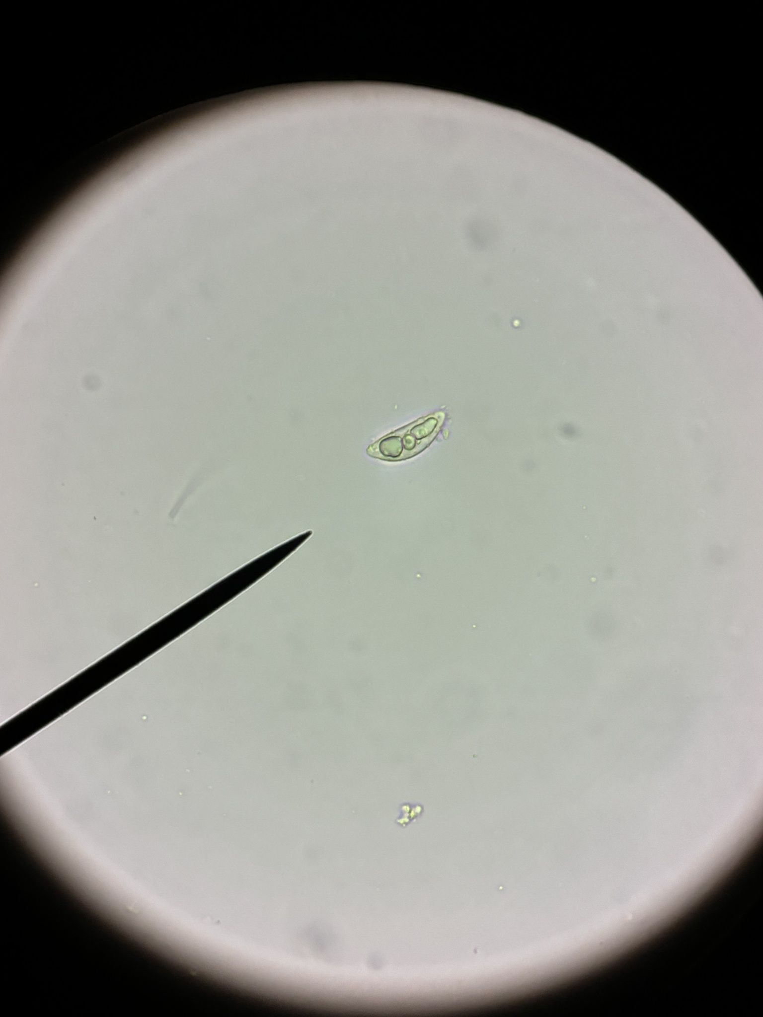 Anthostomella