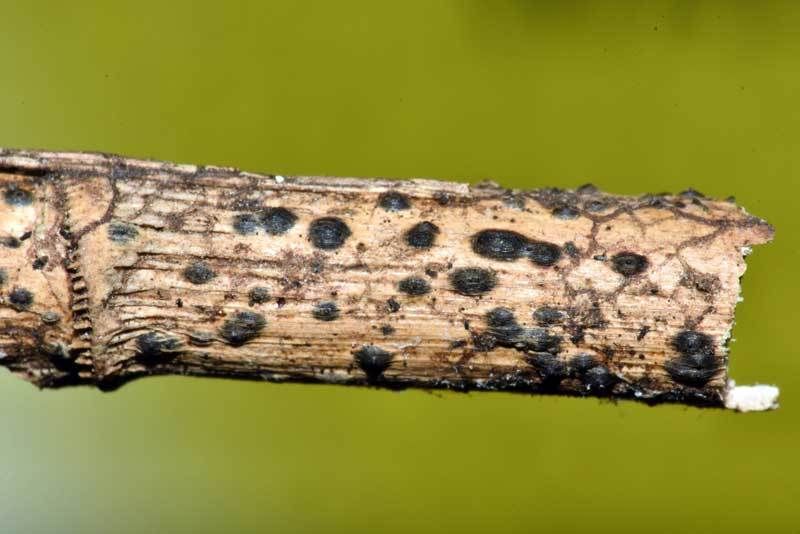 Anthostomella