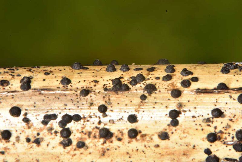 Anthostomella