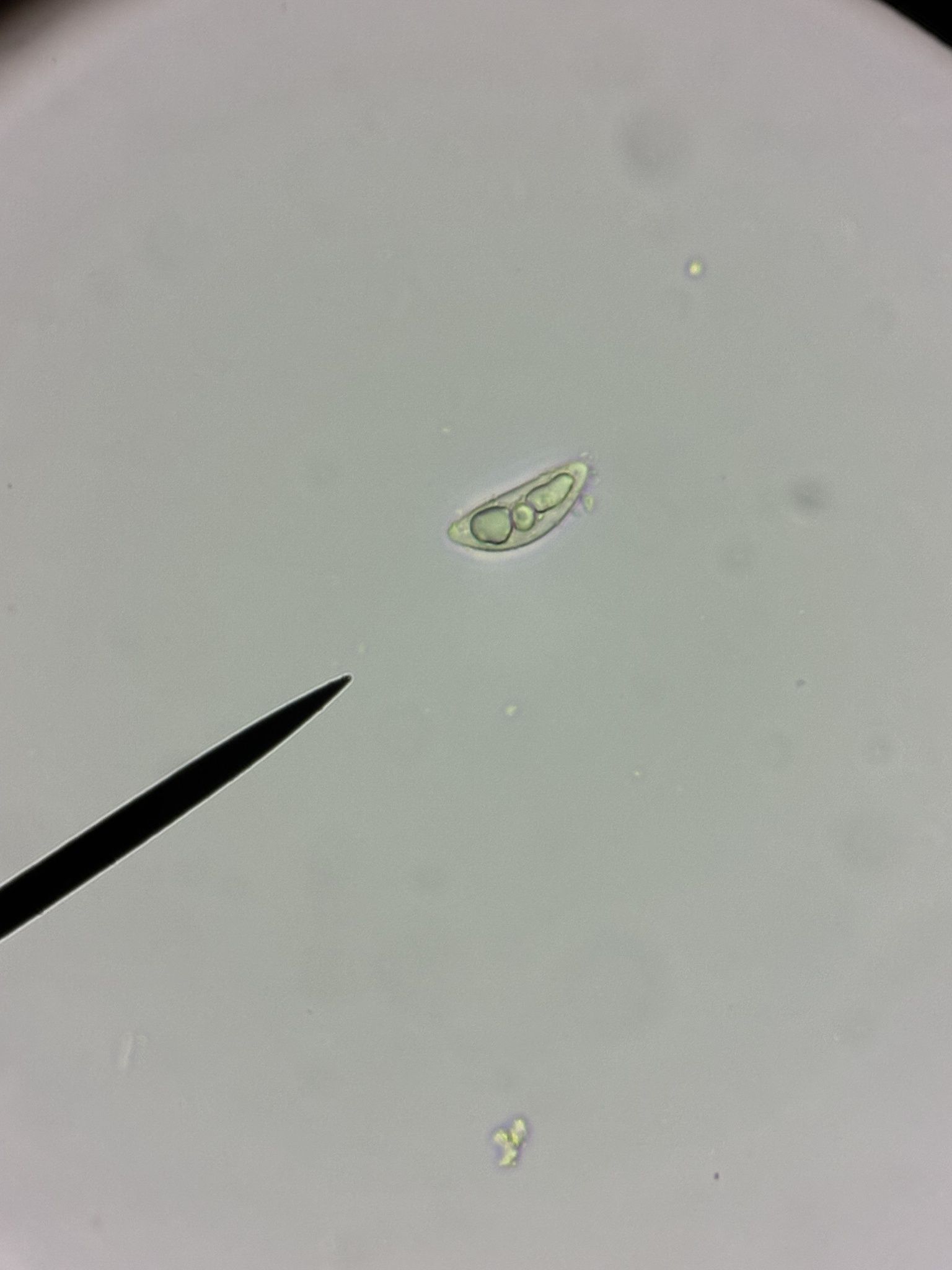 Anthostomella