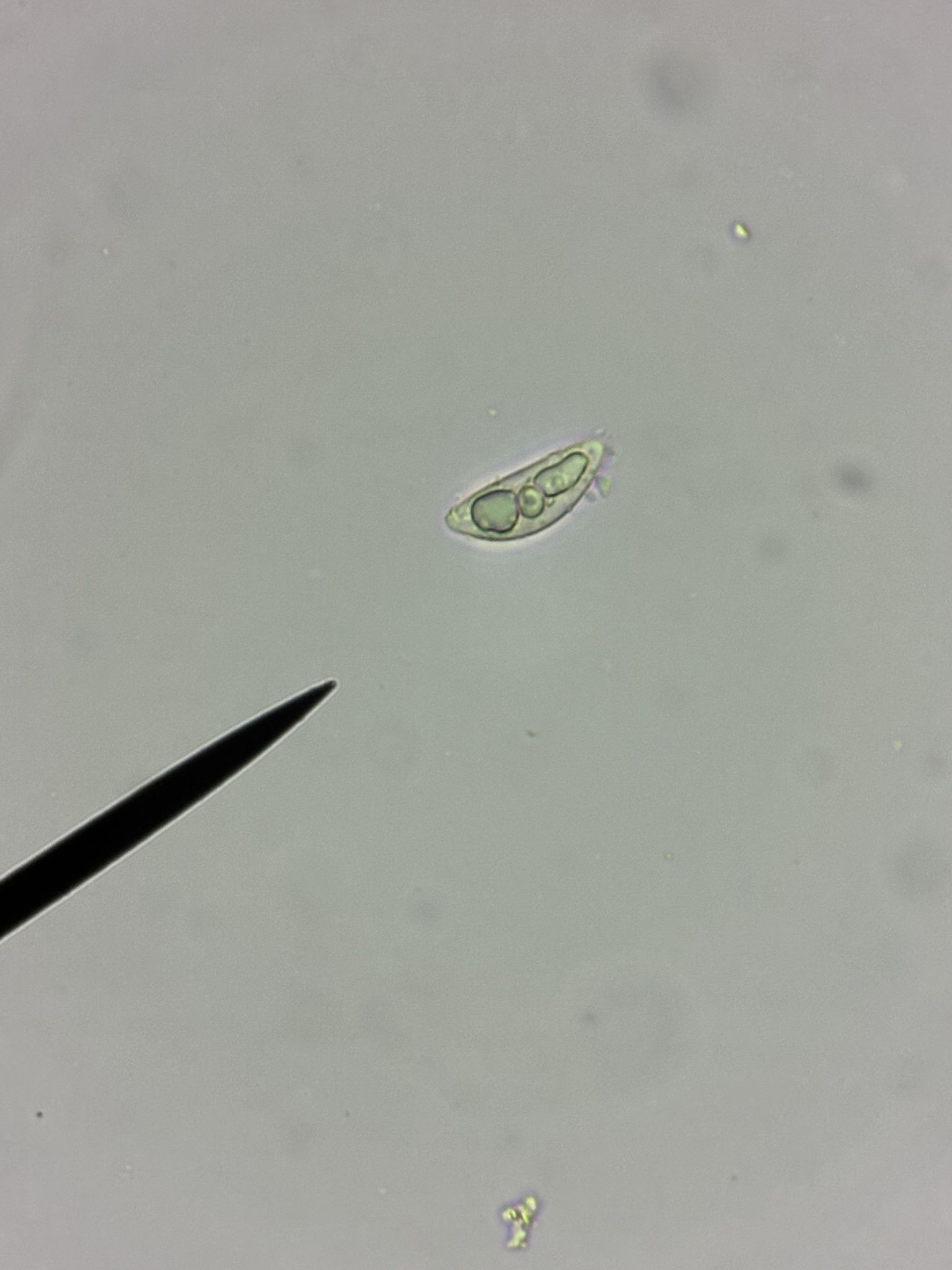 Anthostomella