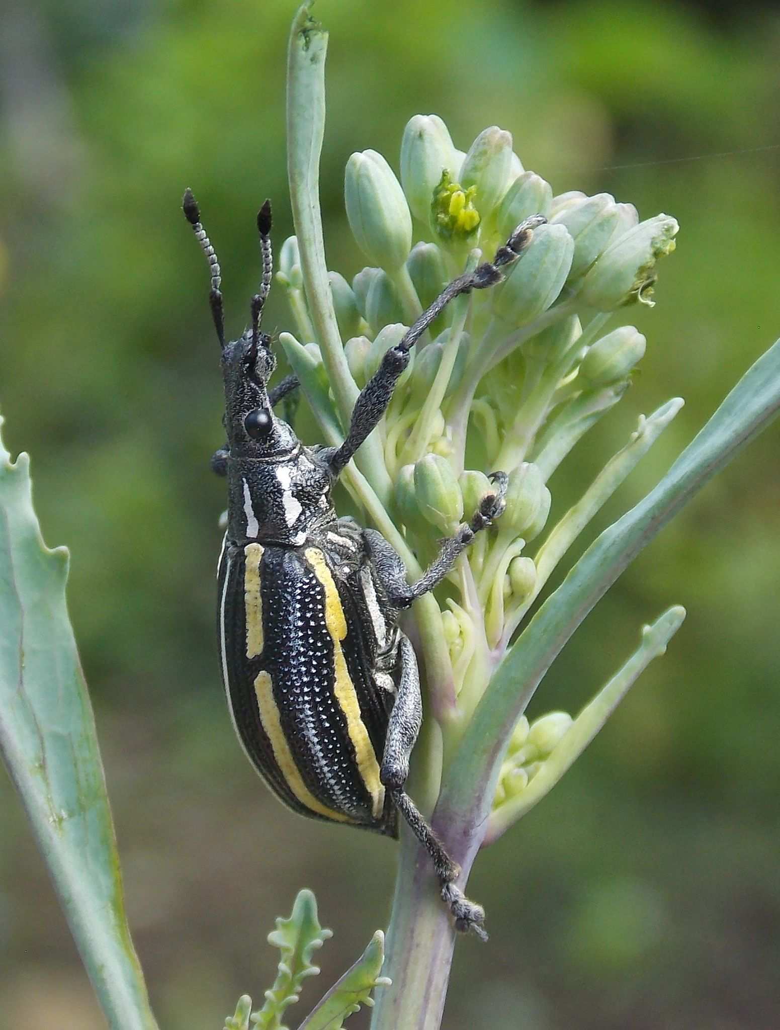 Exophthalmus quadrivittatus
