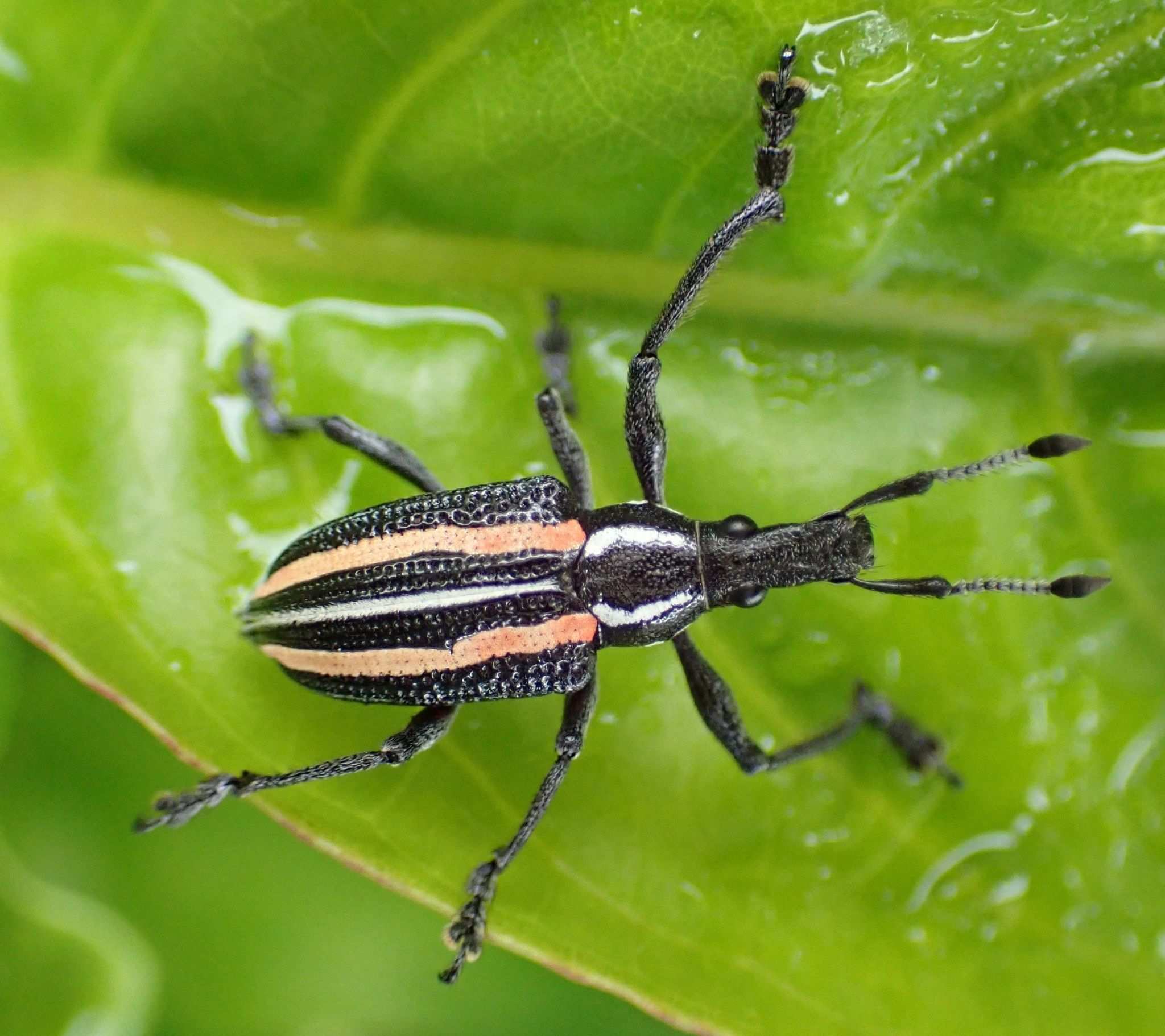 Exophthalmus quadrivittatus