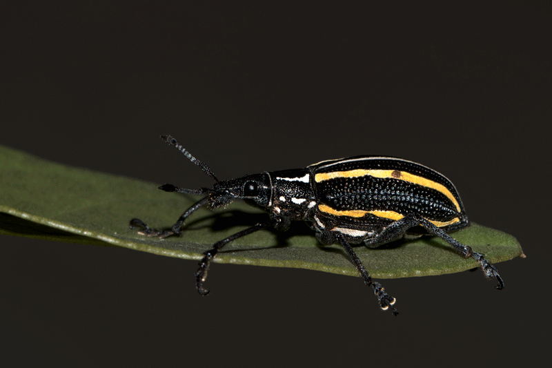 Exophthalmus quadrivittatus
