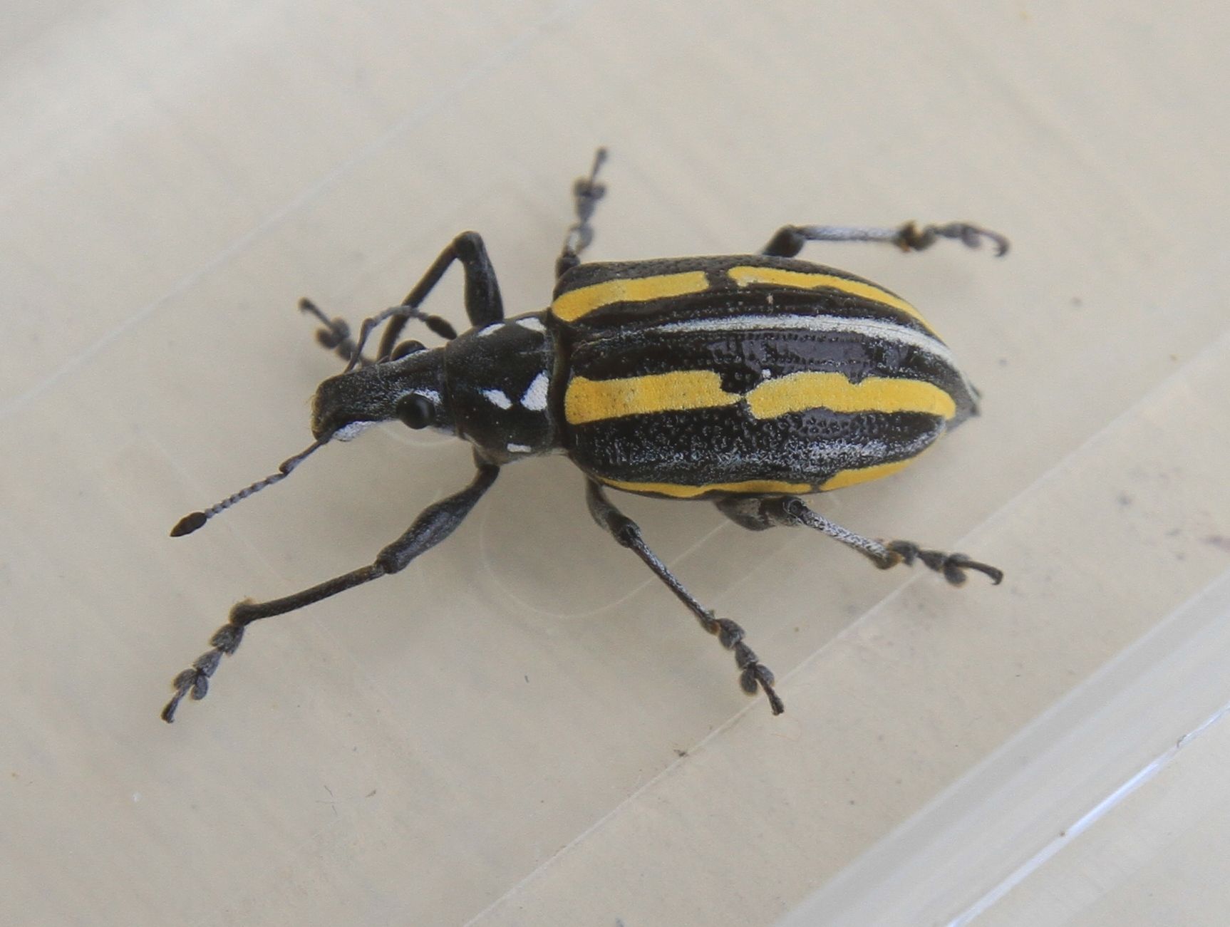 Exophthalmus quadrivittatus
