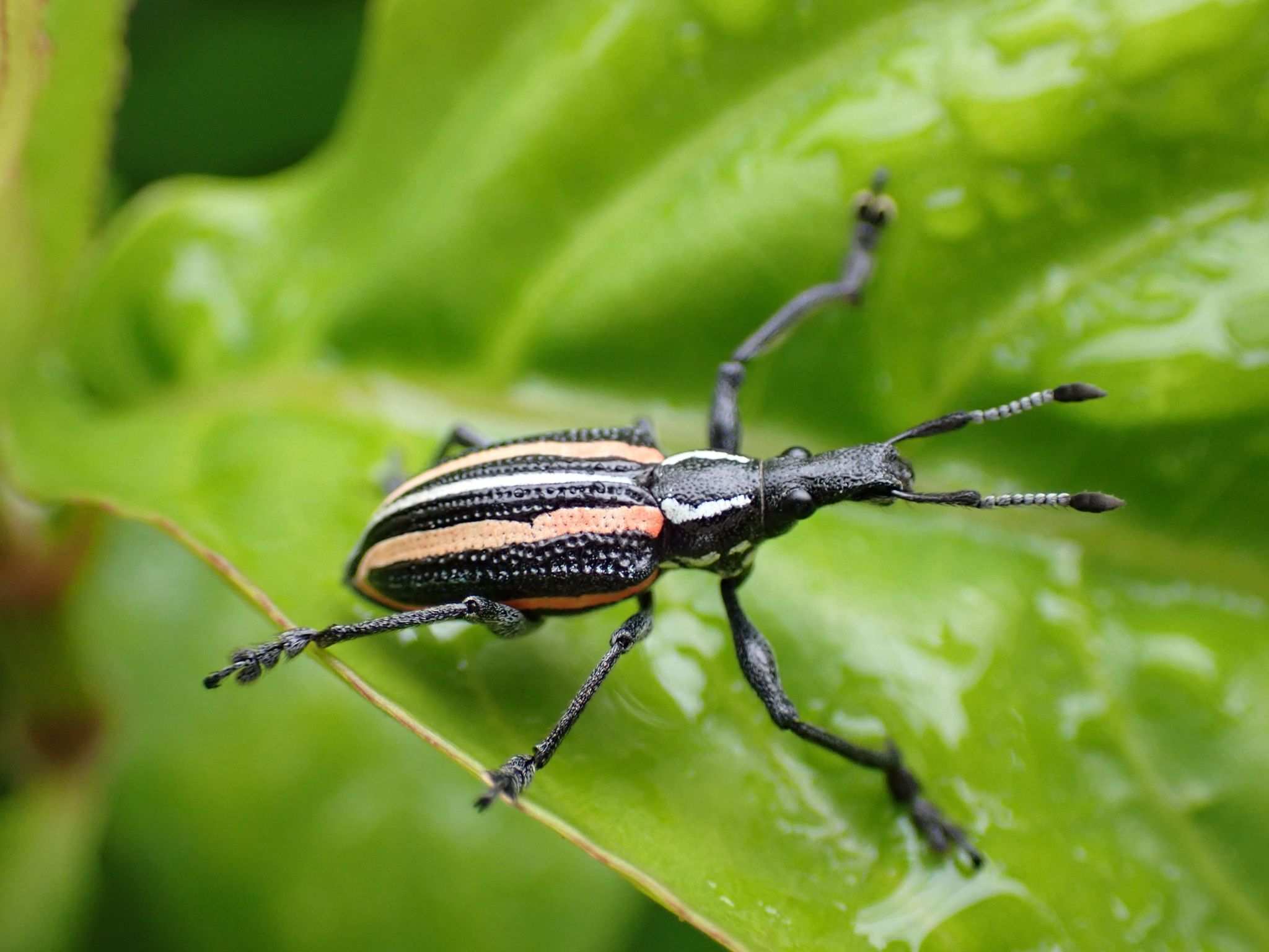Exophthalmus quadrivittatus