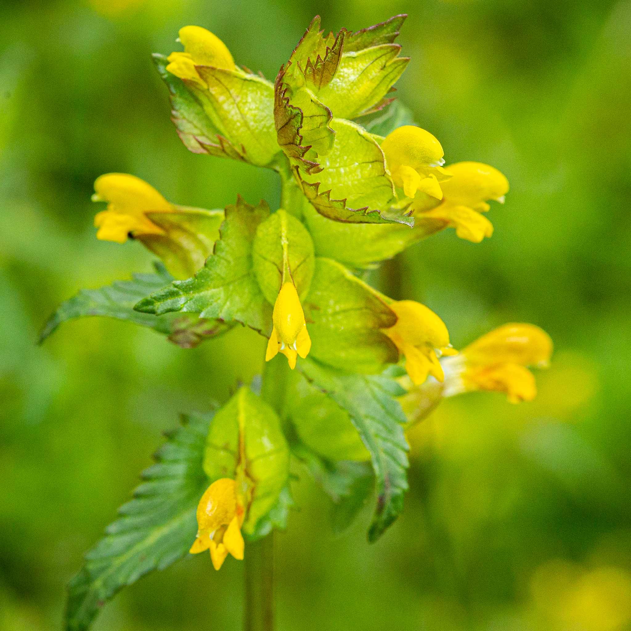 Rhinanthus