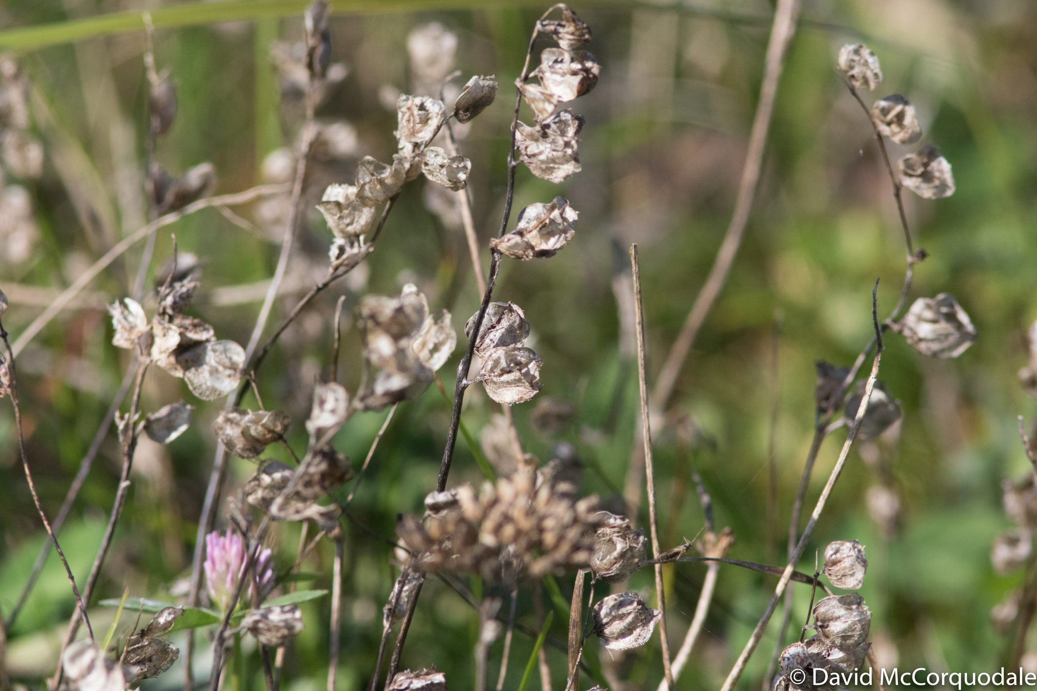 Rhinanthus