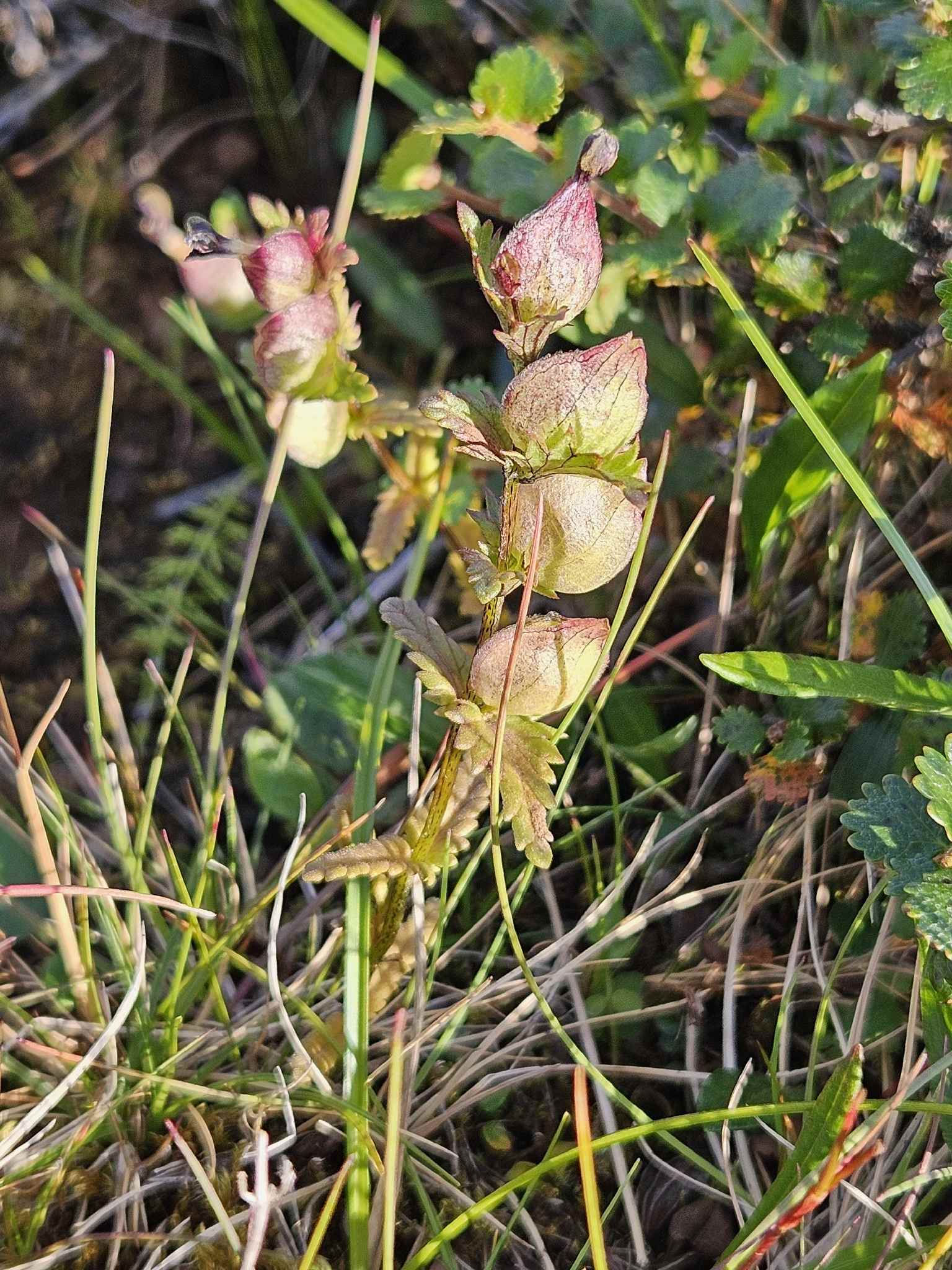 Rhinanthus