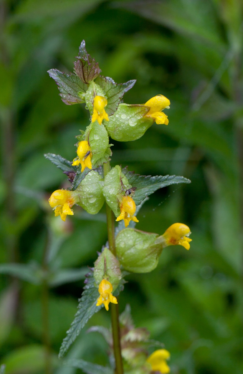 Rhinanthus