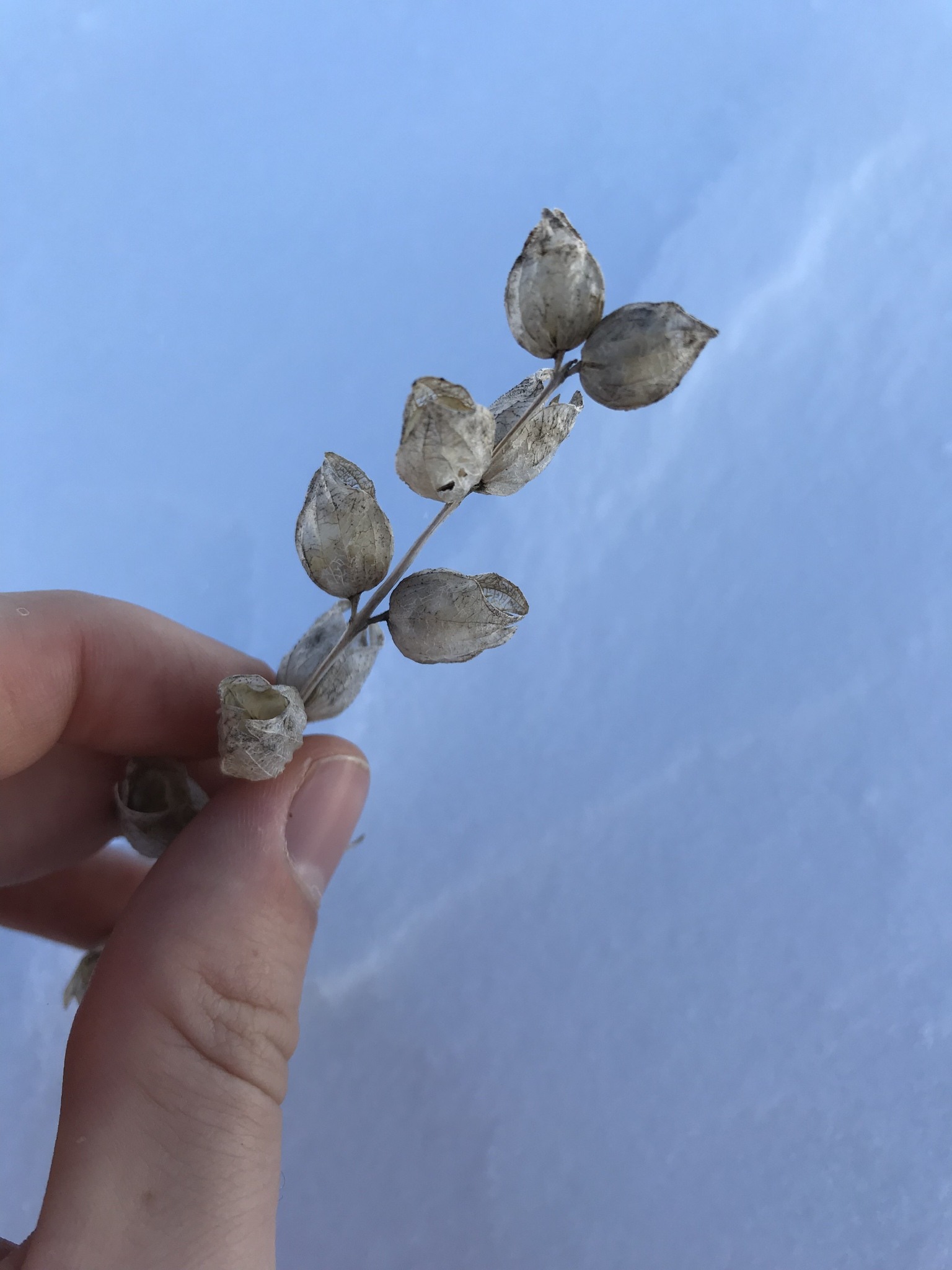 Rhinanthus
