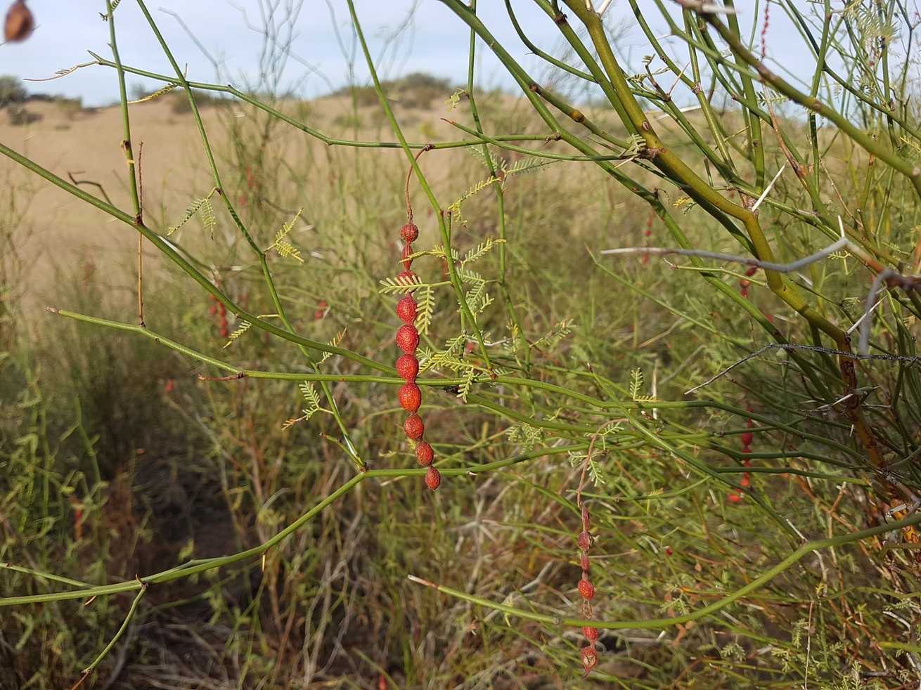 Neltuma argentina