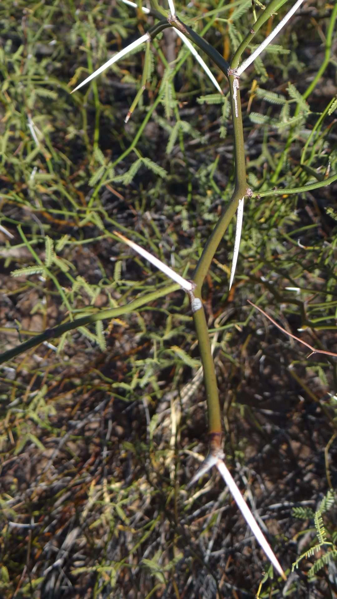 Neltuma argentina