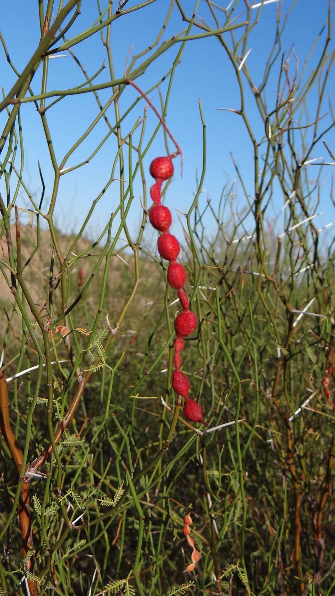 Neltuma argentina