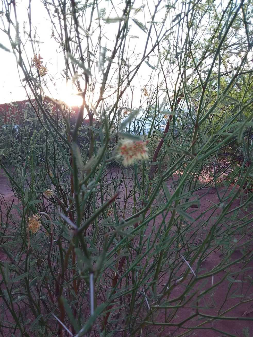 Neltuma argentina