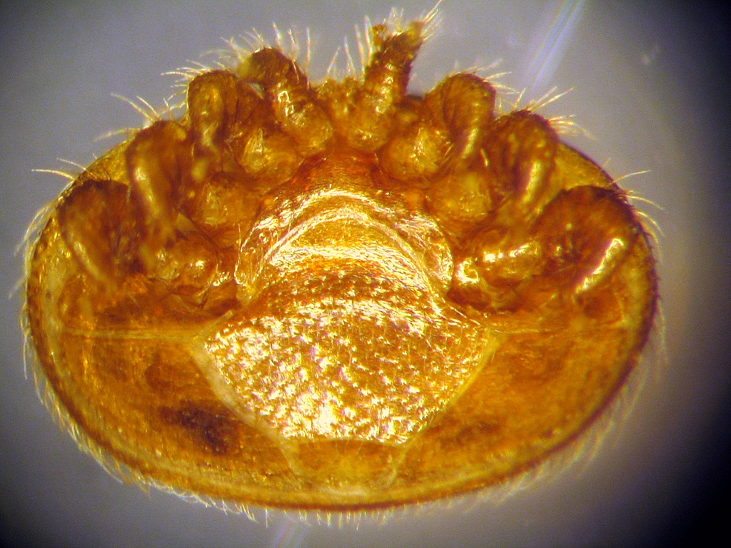Varroa destructor