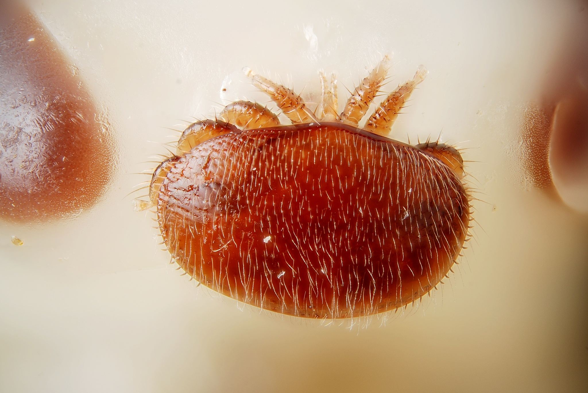 Varroa destructor
