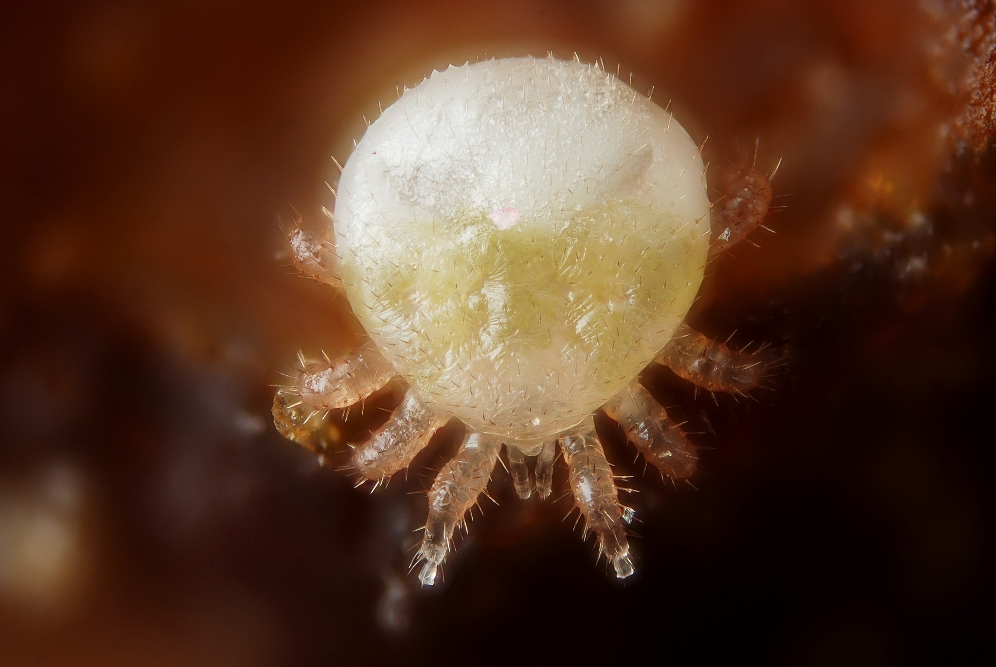 Varroa destructor