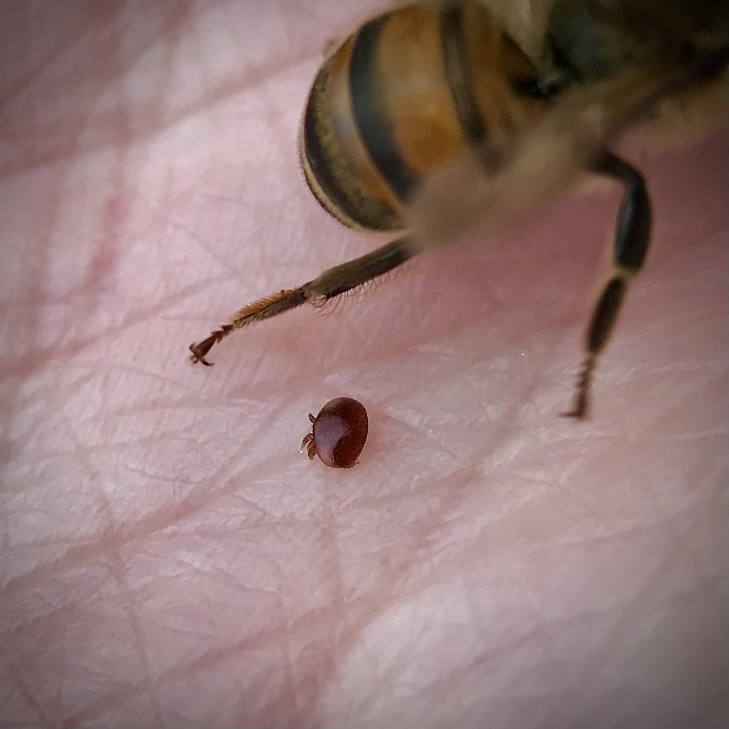 Varroa destructor