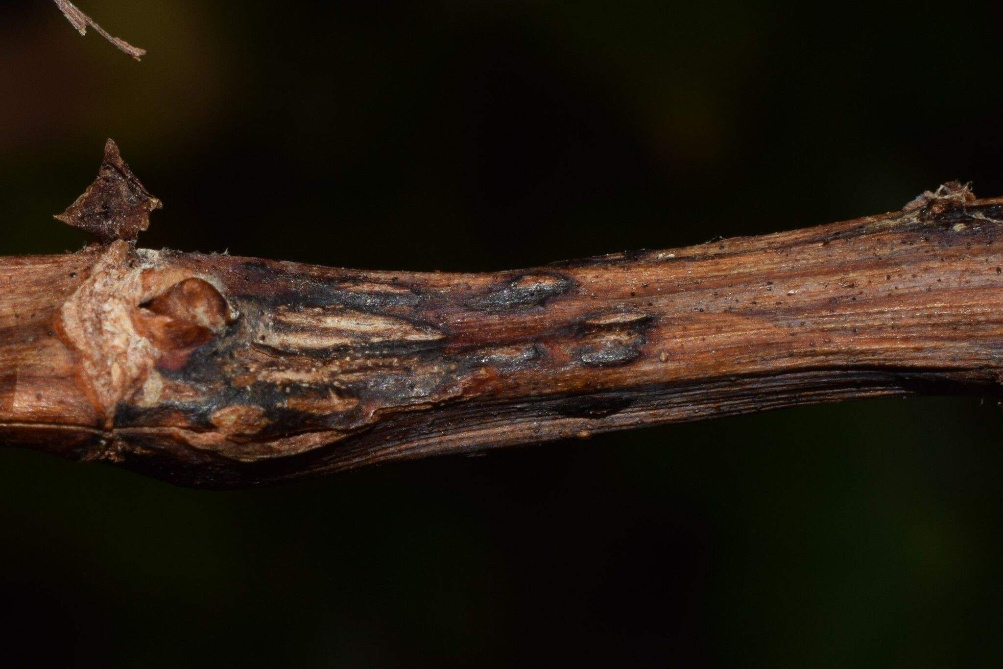 Diaporthe ampelina