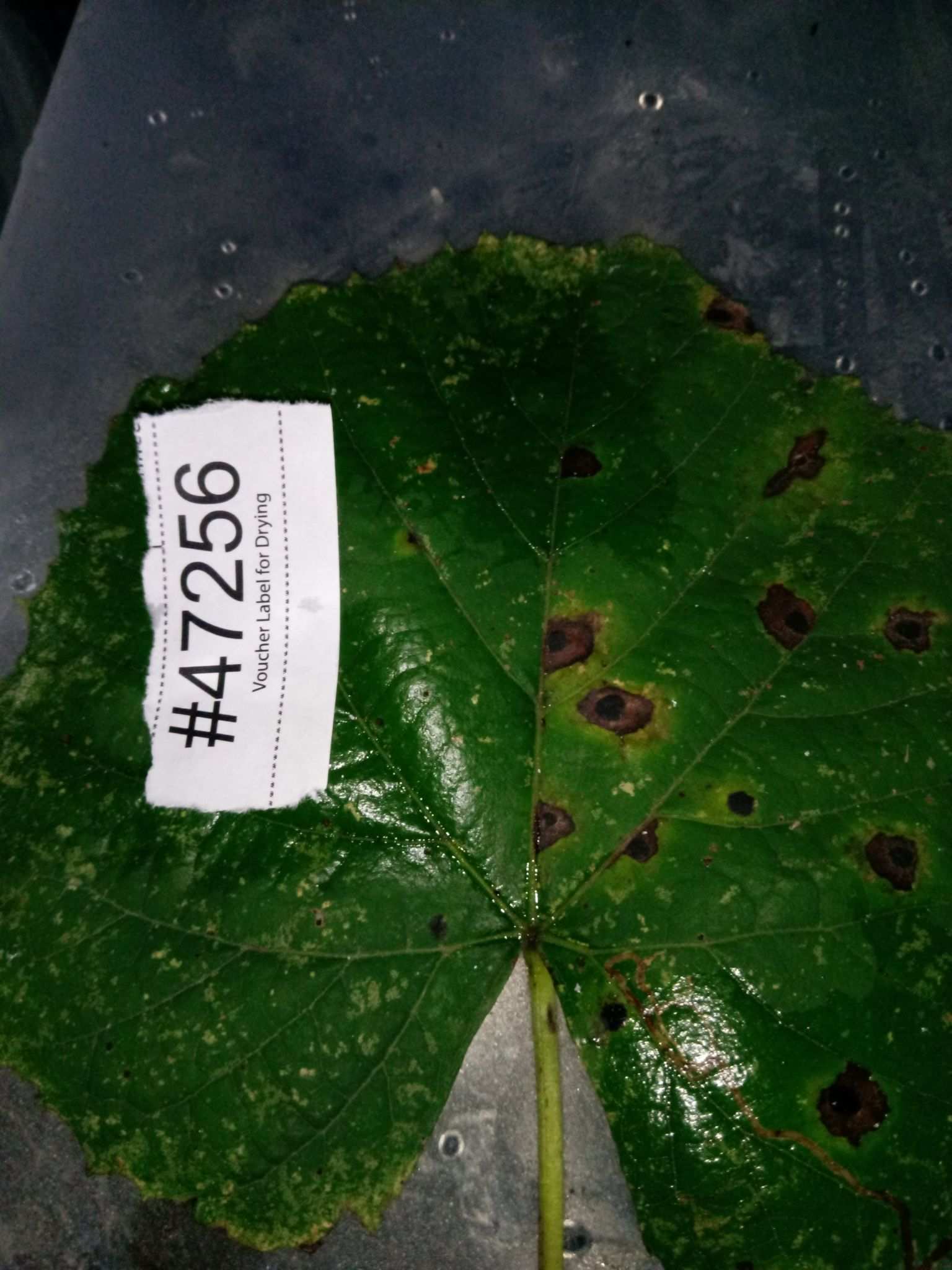 Diaporthe ampelina