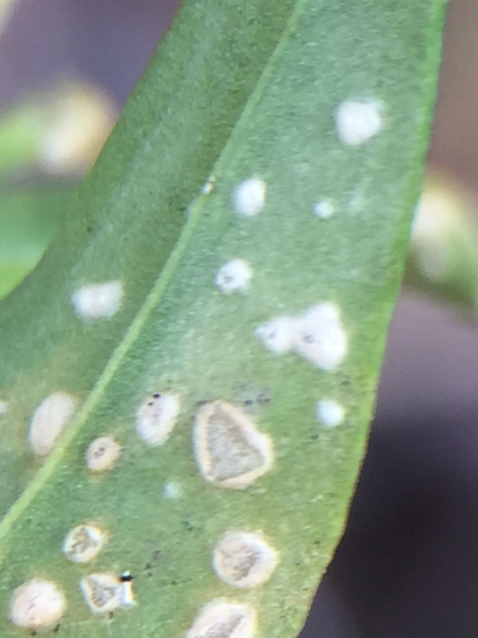 Pustula centaurii