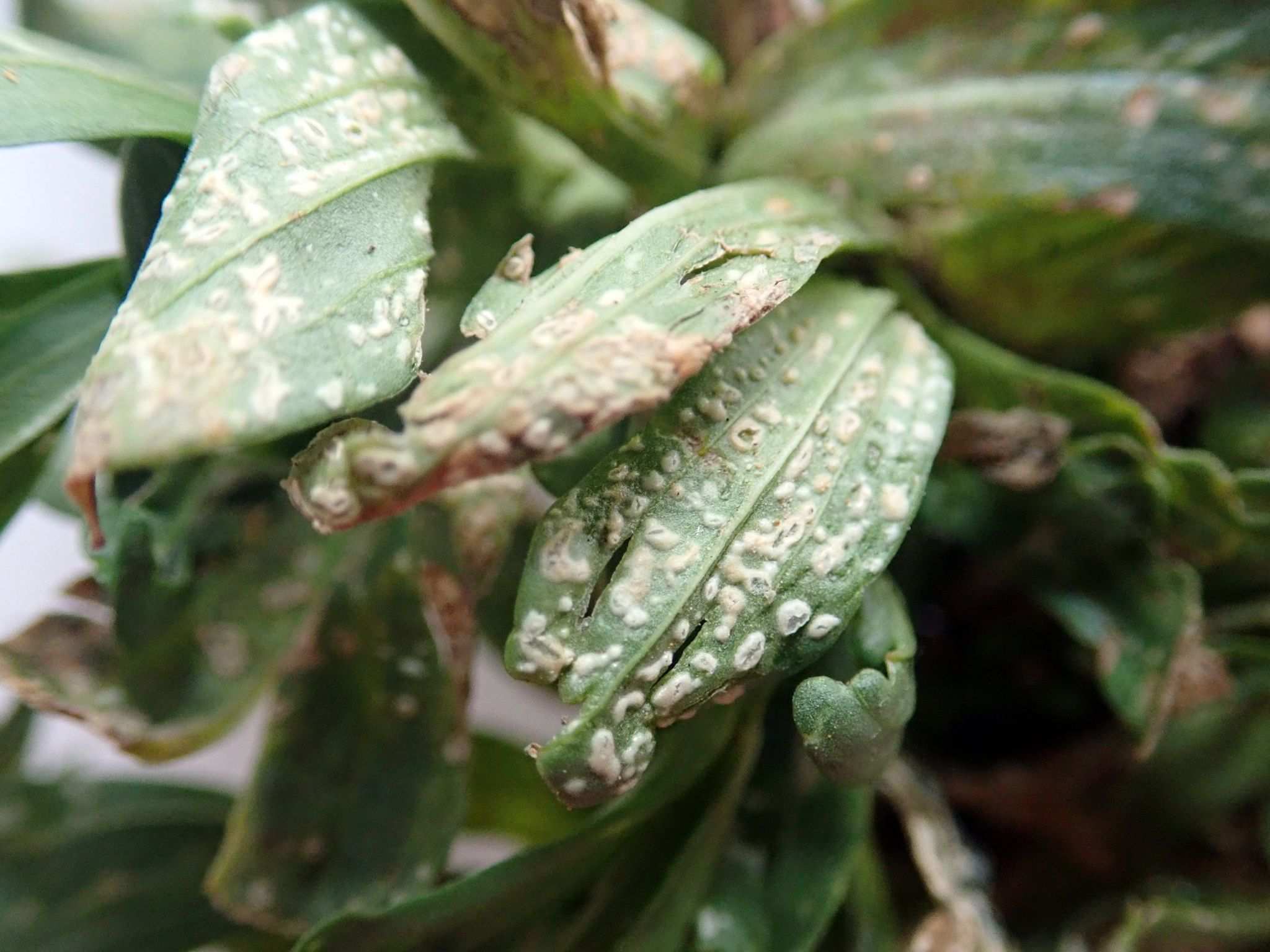 Pustula centaurii
