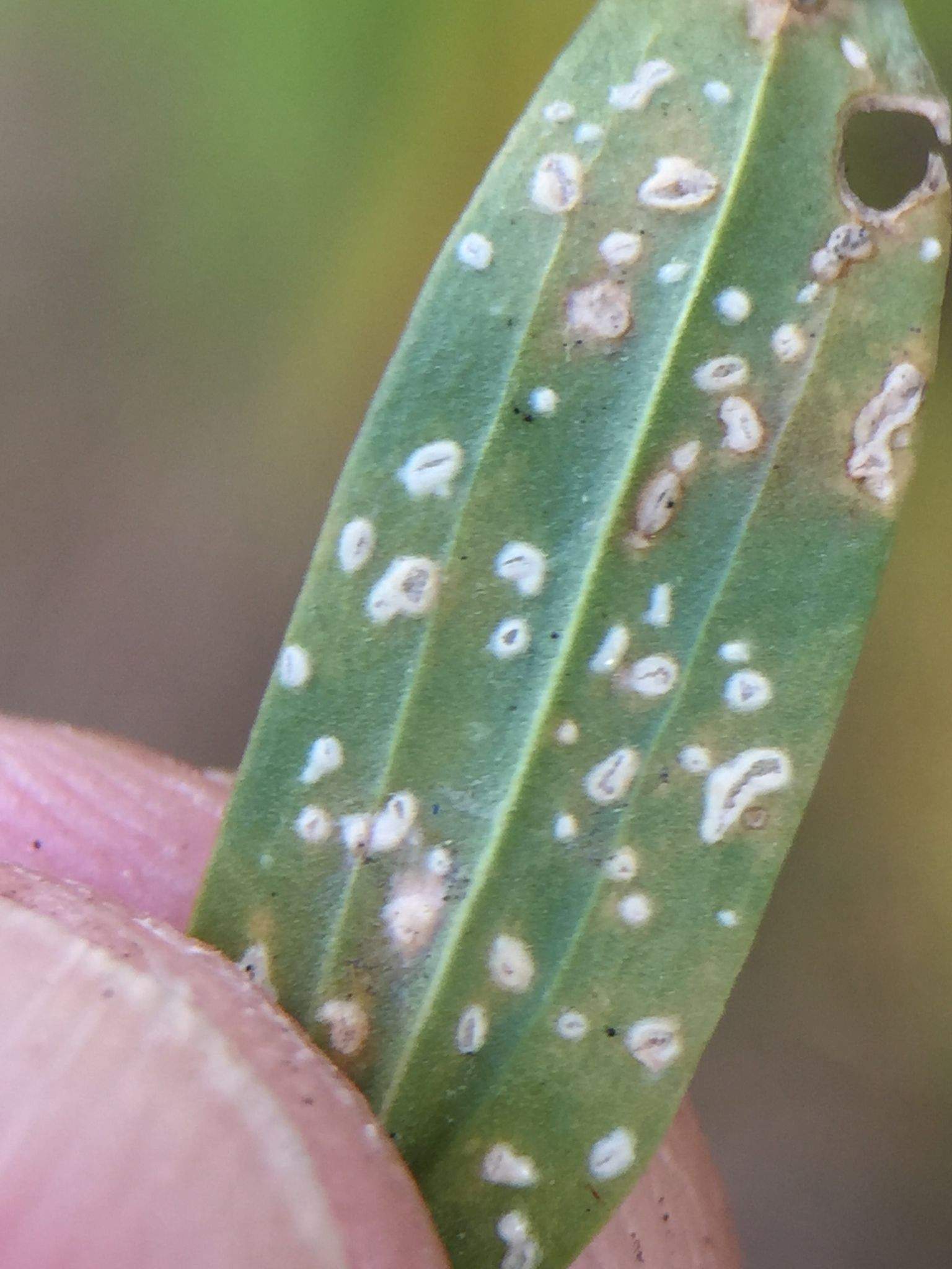 Pustula centaurii