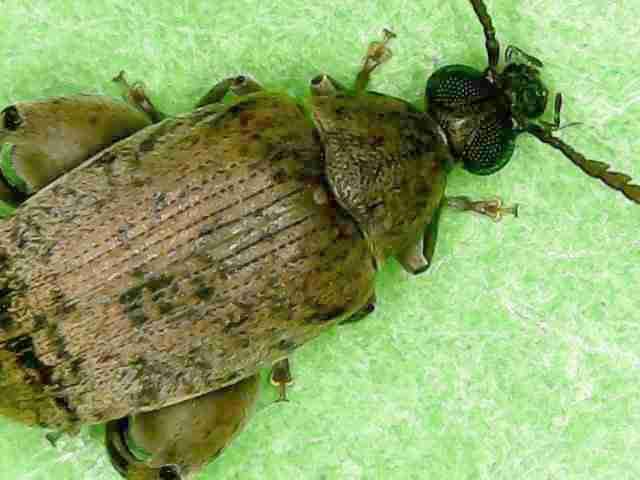 Caryedon gonagra