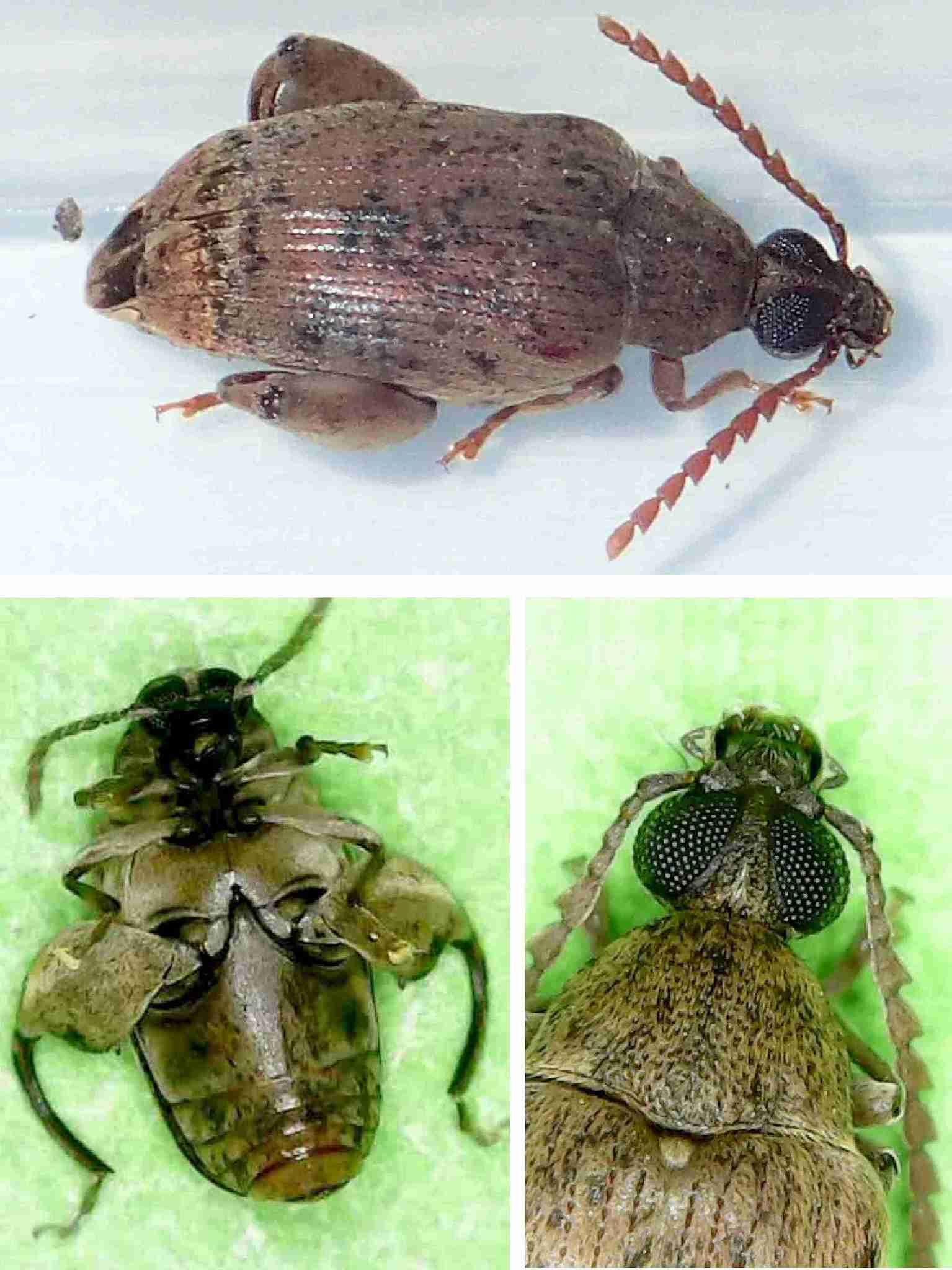 Caryedon gonagra