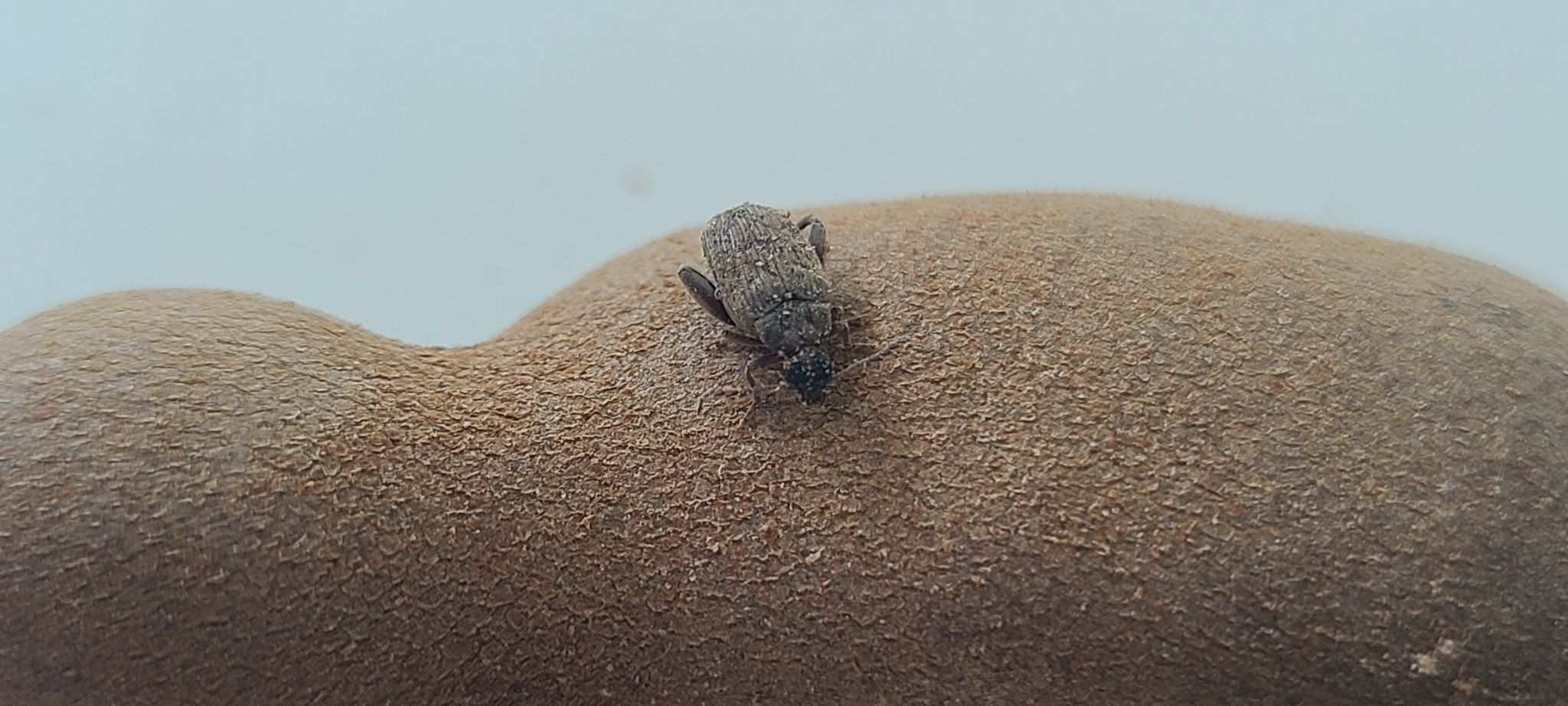 Caryedon gonagra