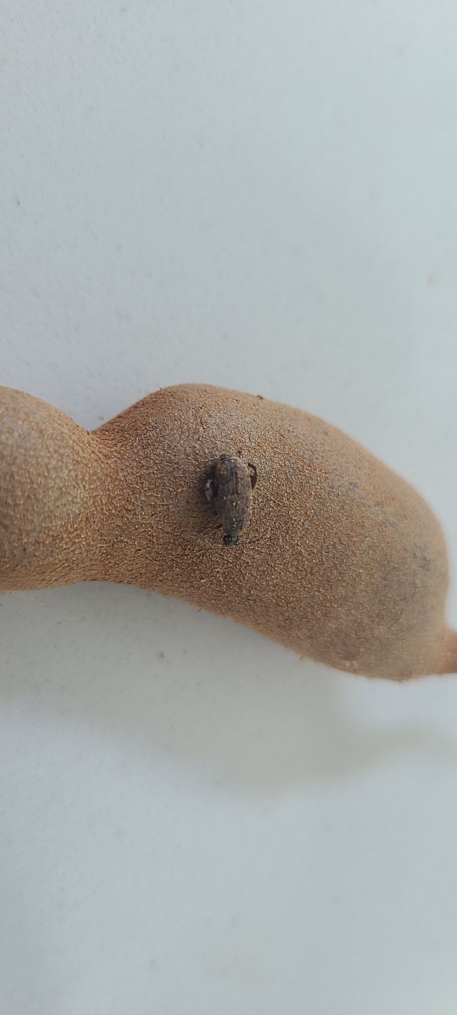 Caryedon gonagra