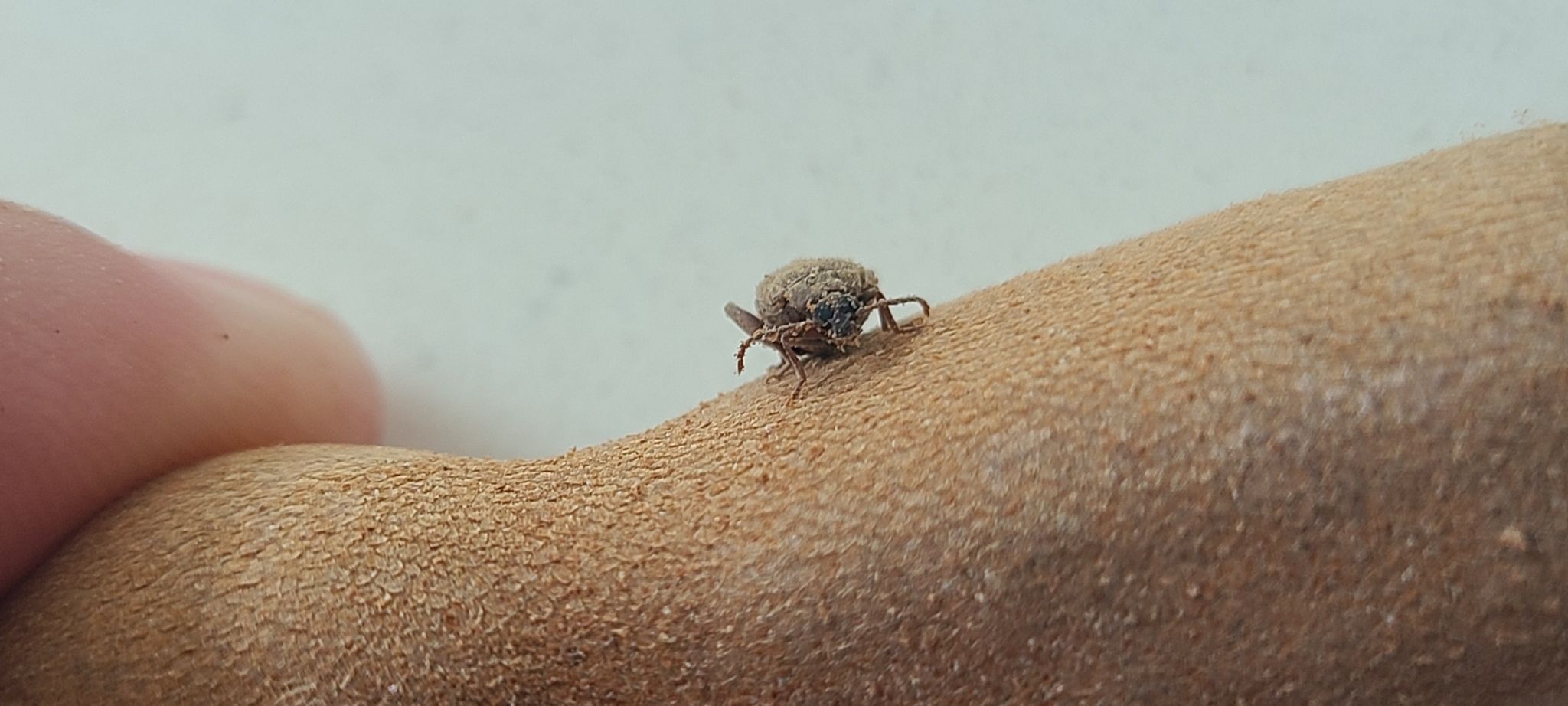 Caryedon gonagra