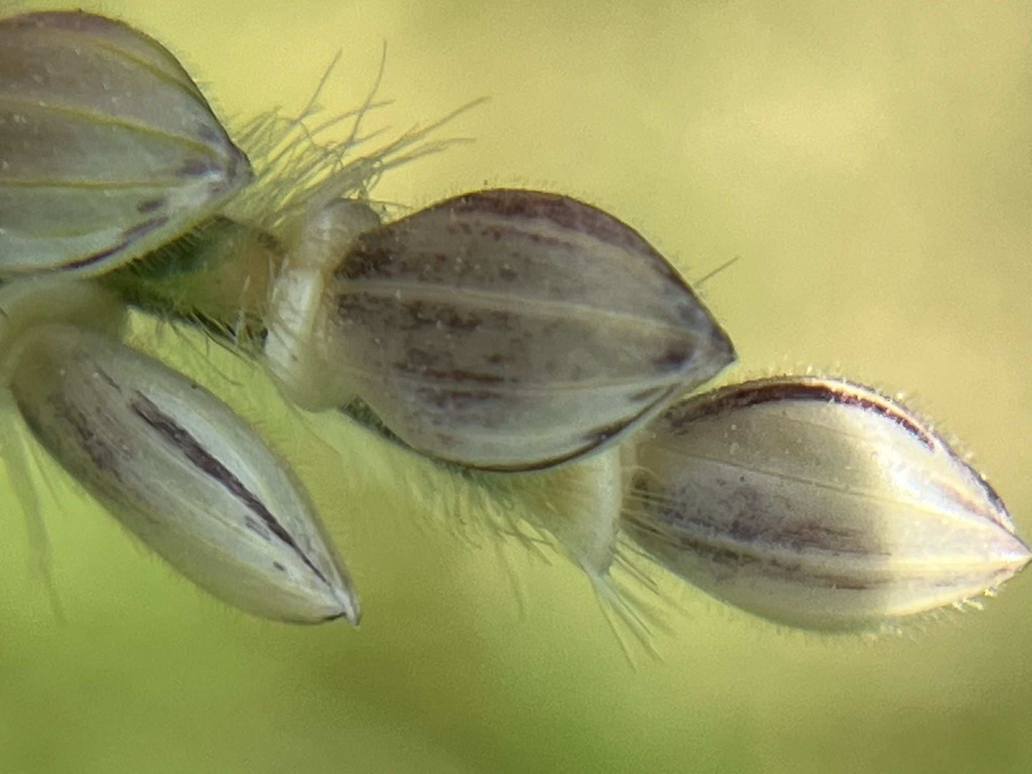 Eriochloa villosa