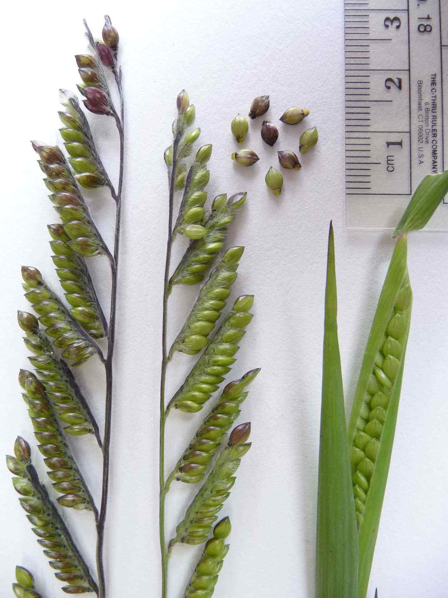 Eriochloa villosa