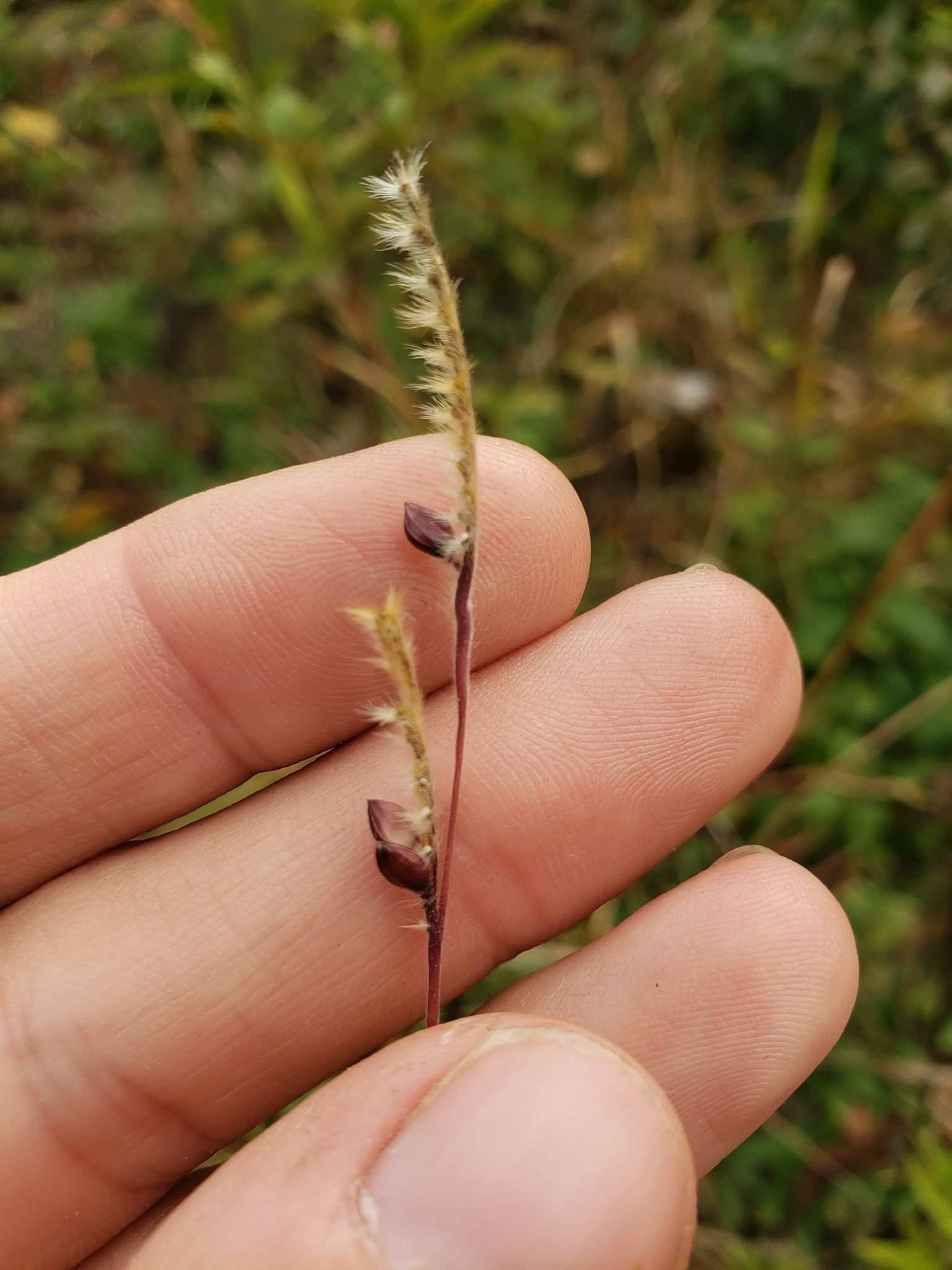 Eriochloa villosa