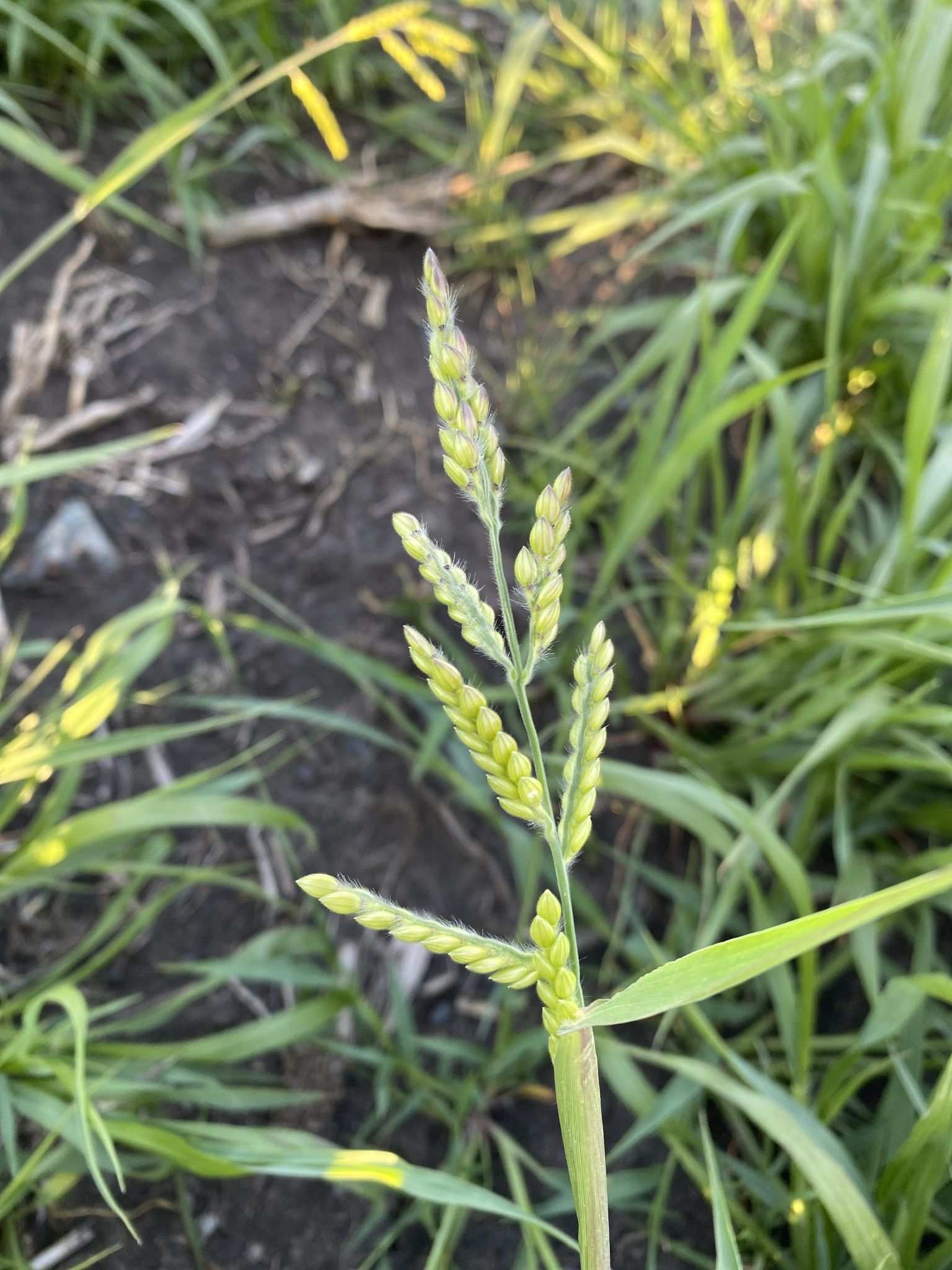 Eriochloa villosa
