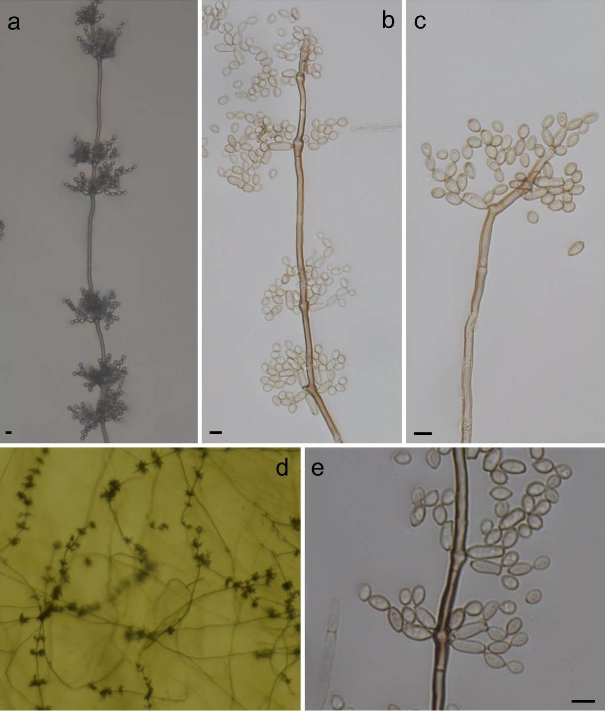 Cladosporium tenuissimum