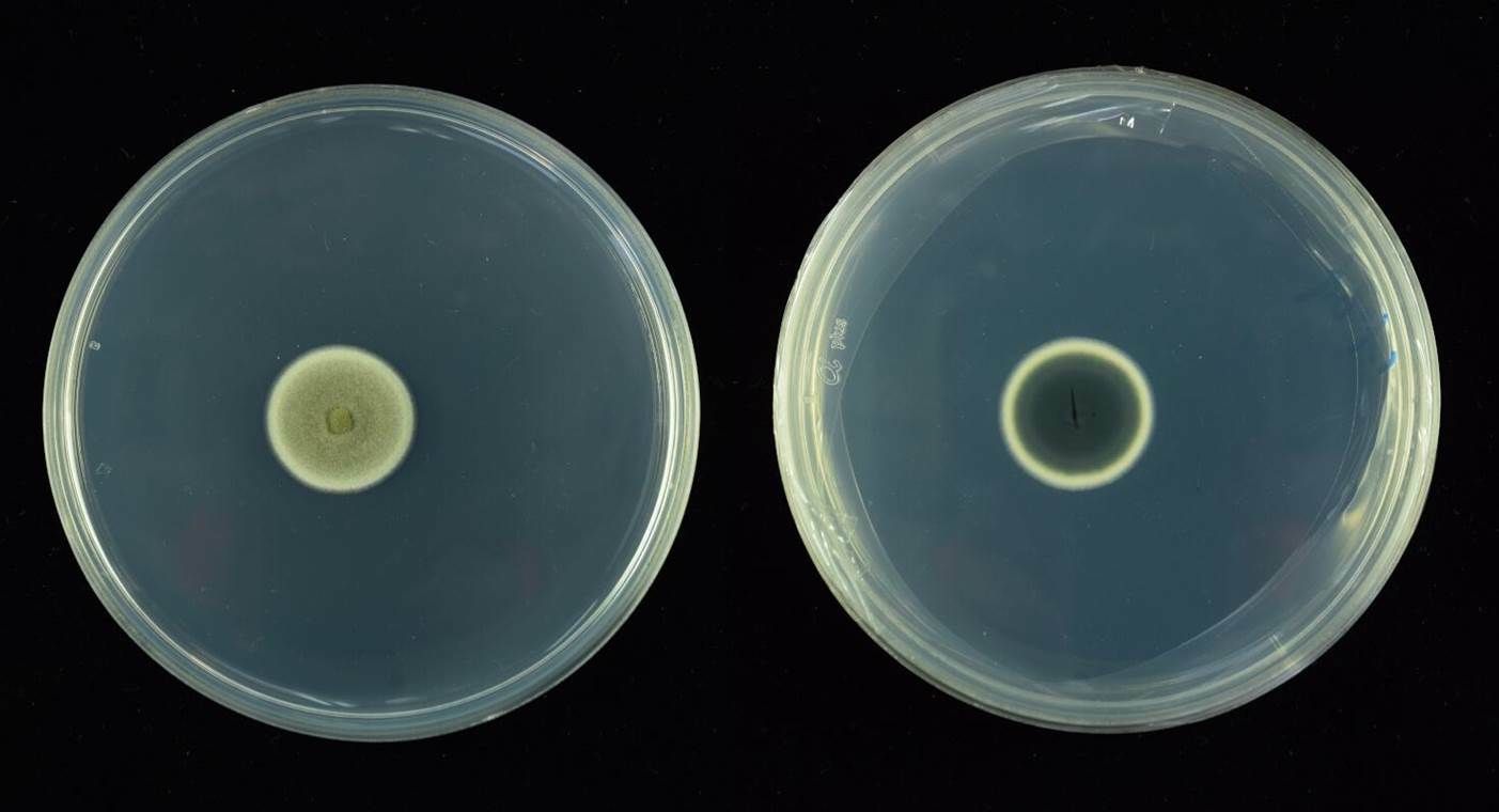 Cladosporium tenuissimum