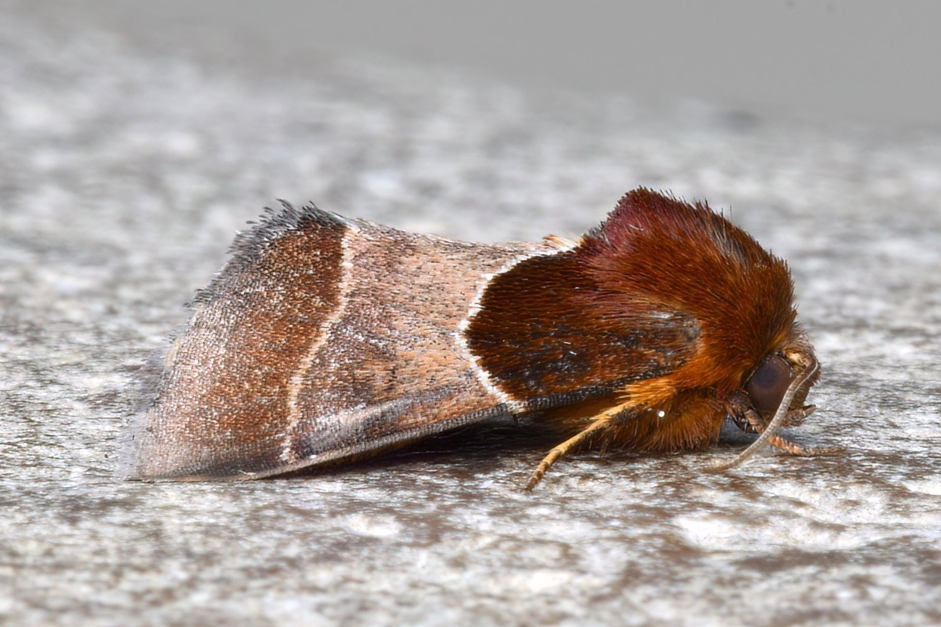 Schinia
