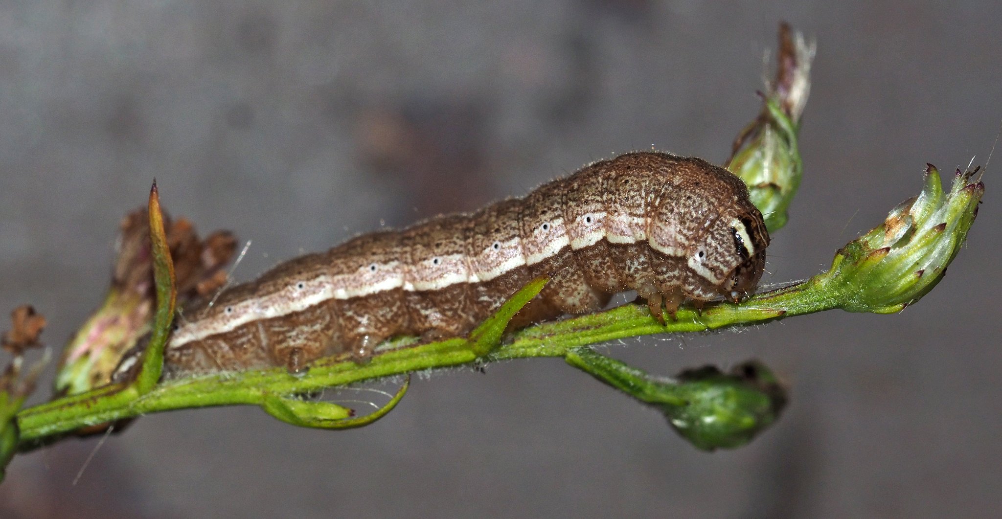 Schinia
