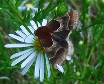Schinia