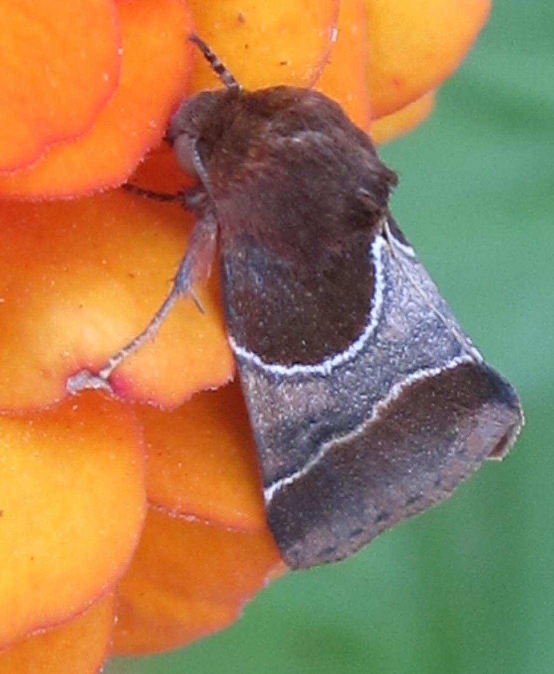Schinia