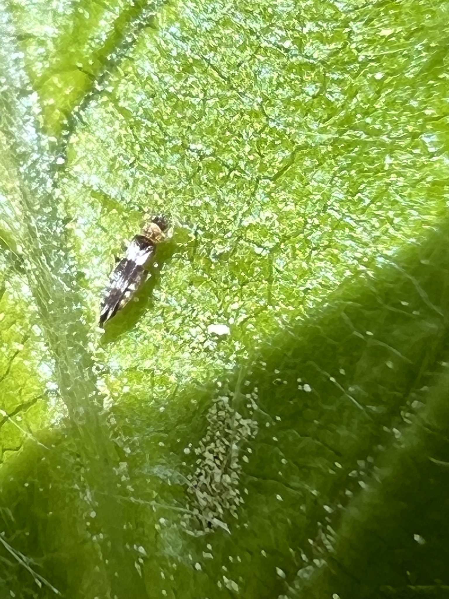 Neohydatothrips variabilis