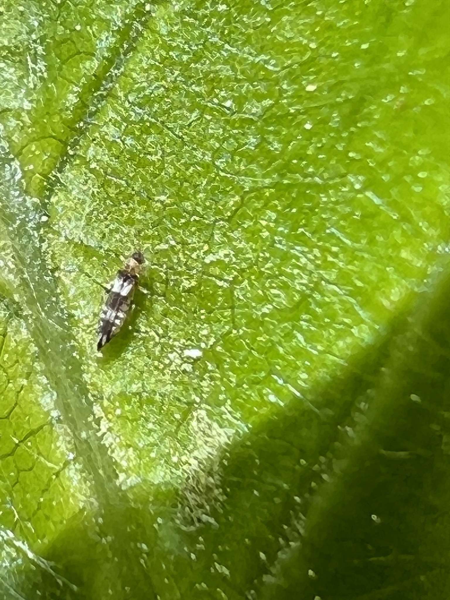 Neohydatothrips variabilis