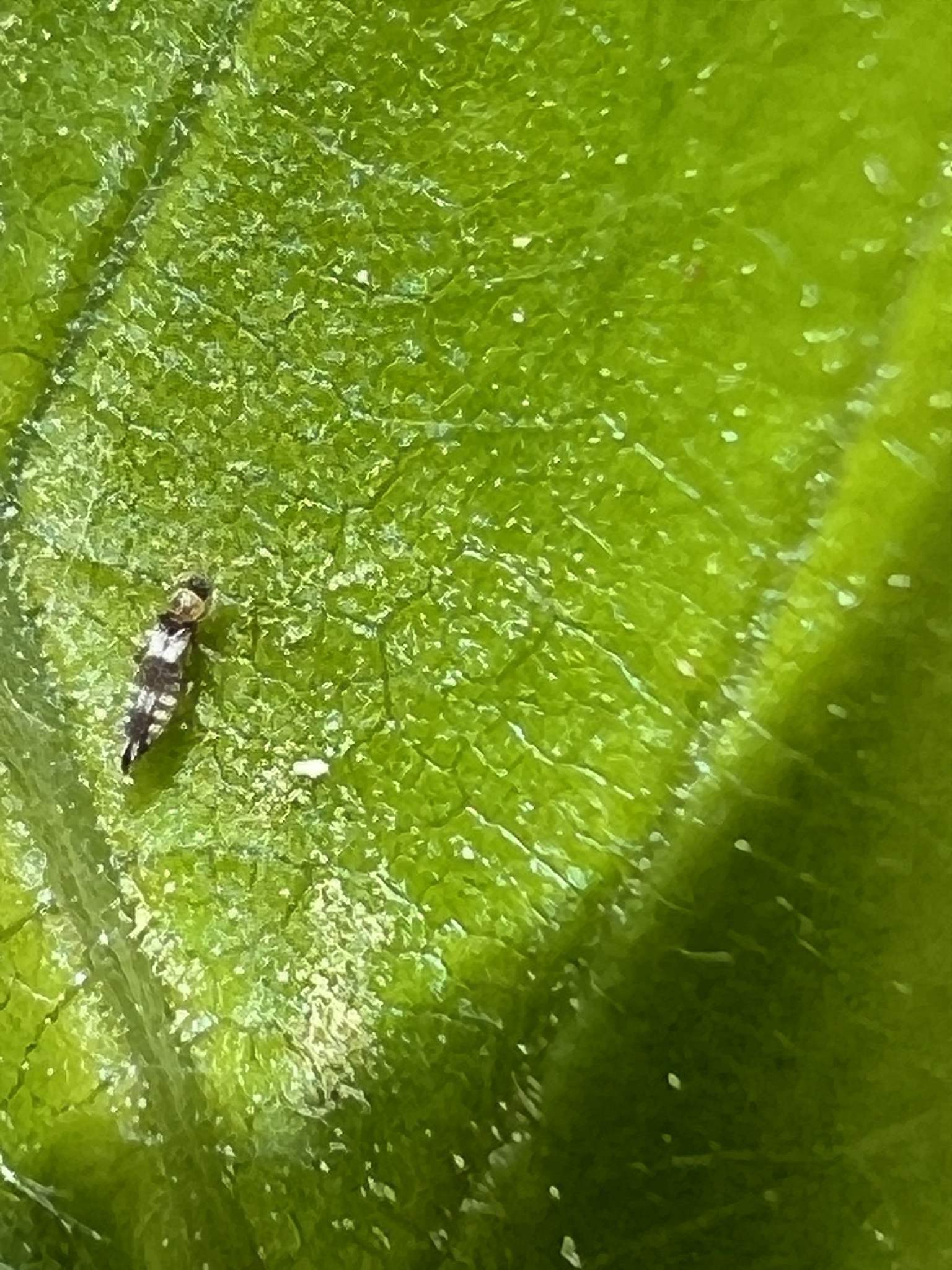 Neohydatothrips variabilis