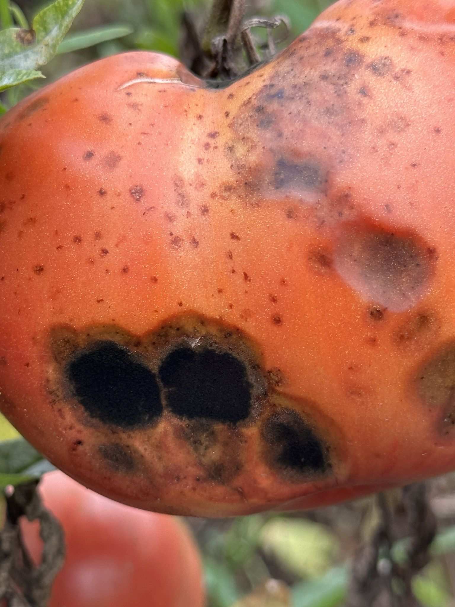 Remotididymella destructiva